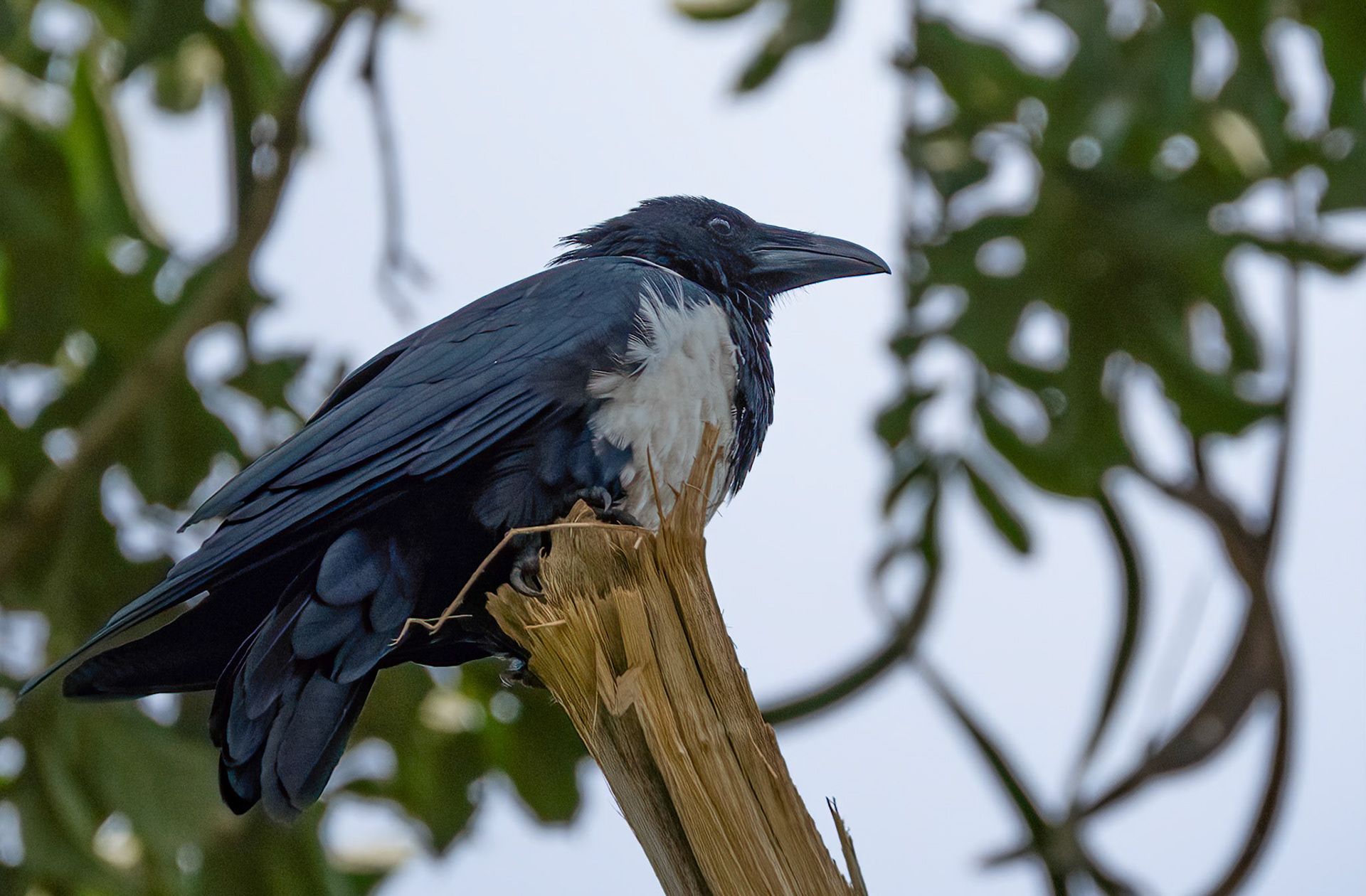 Pied Crow, Chimpanzee Forest Lodge near Kibale, Uganda. 03-08-23.