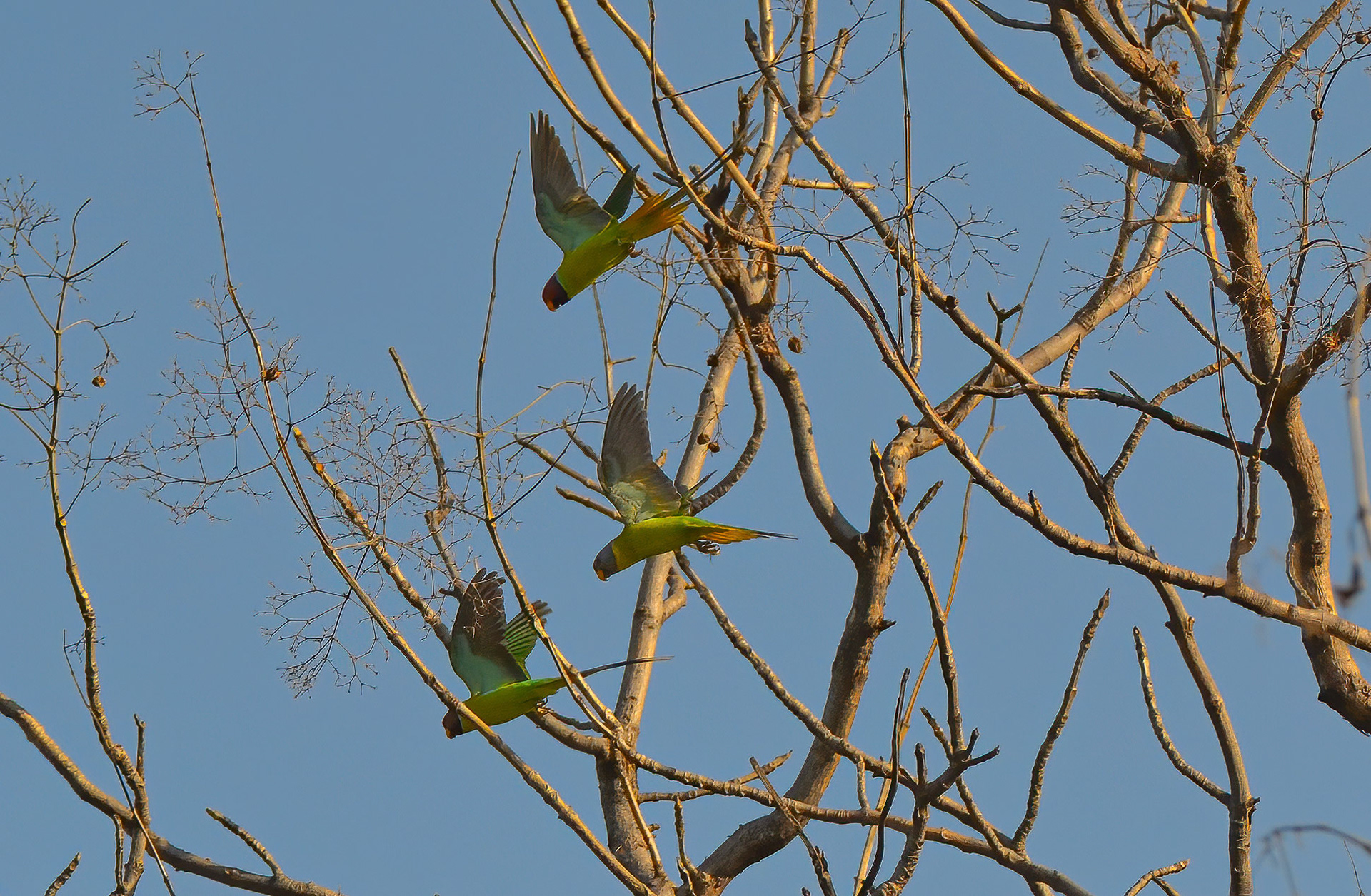 Plum-headed Parakeets, Panna NP, Madhya Pradesh India 16/03/14.