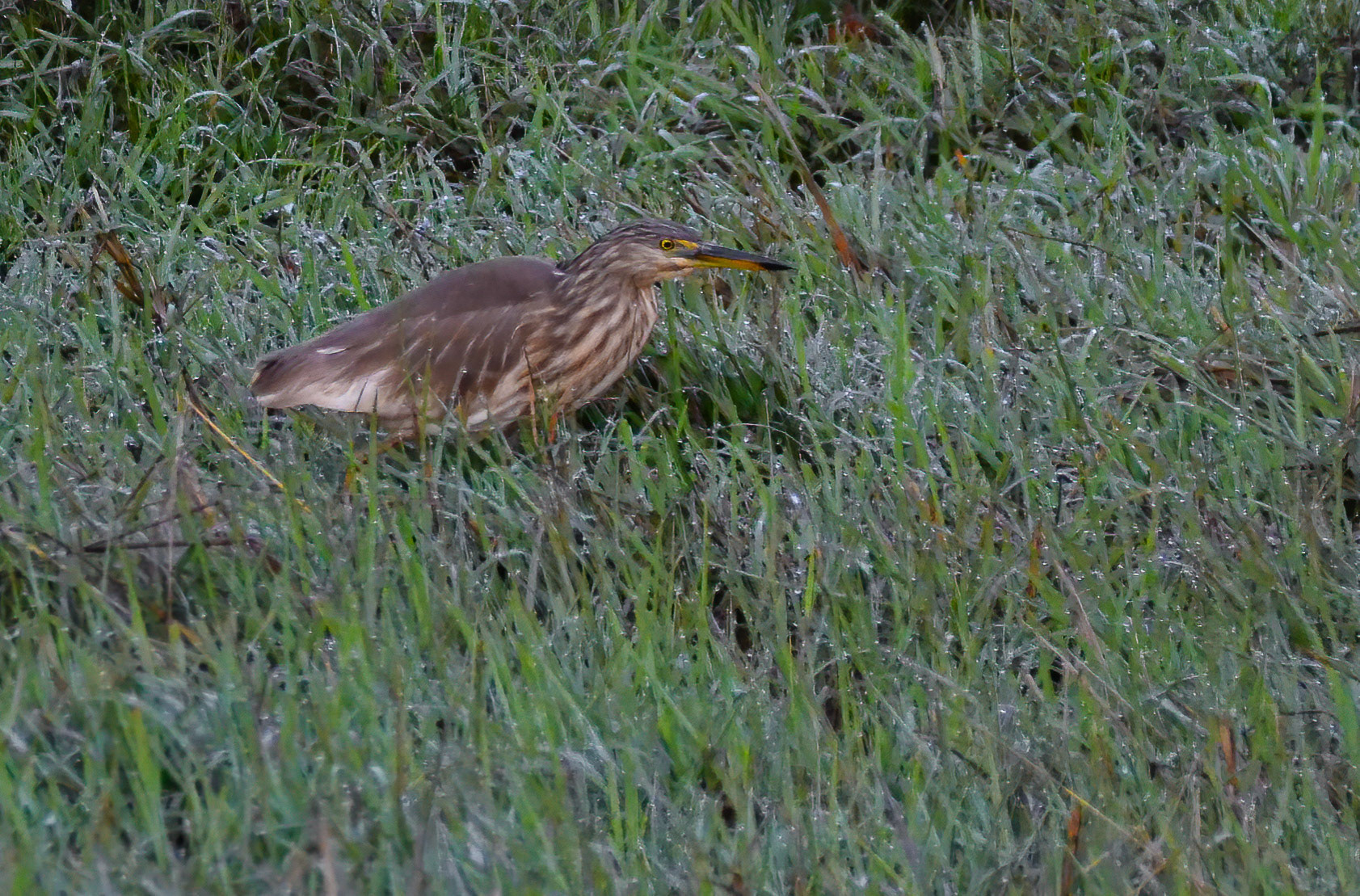 Indian Pond Heron, Bandhavgarh Madhya Pradesh India 18/03/14.