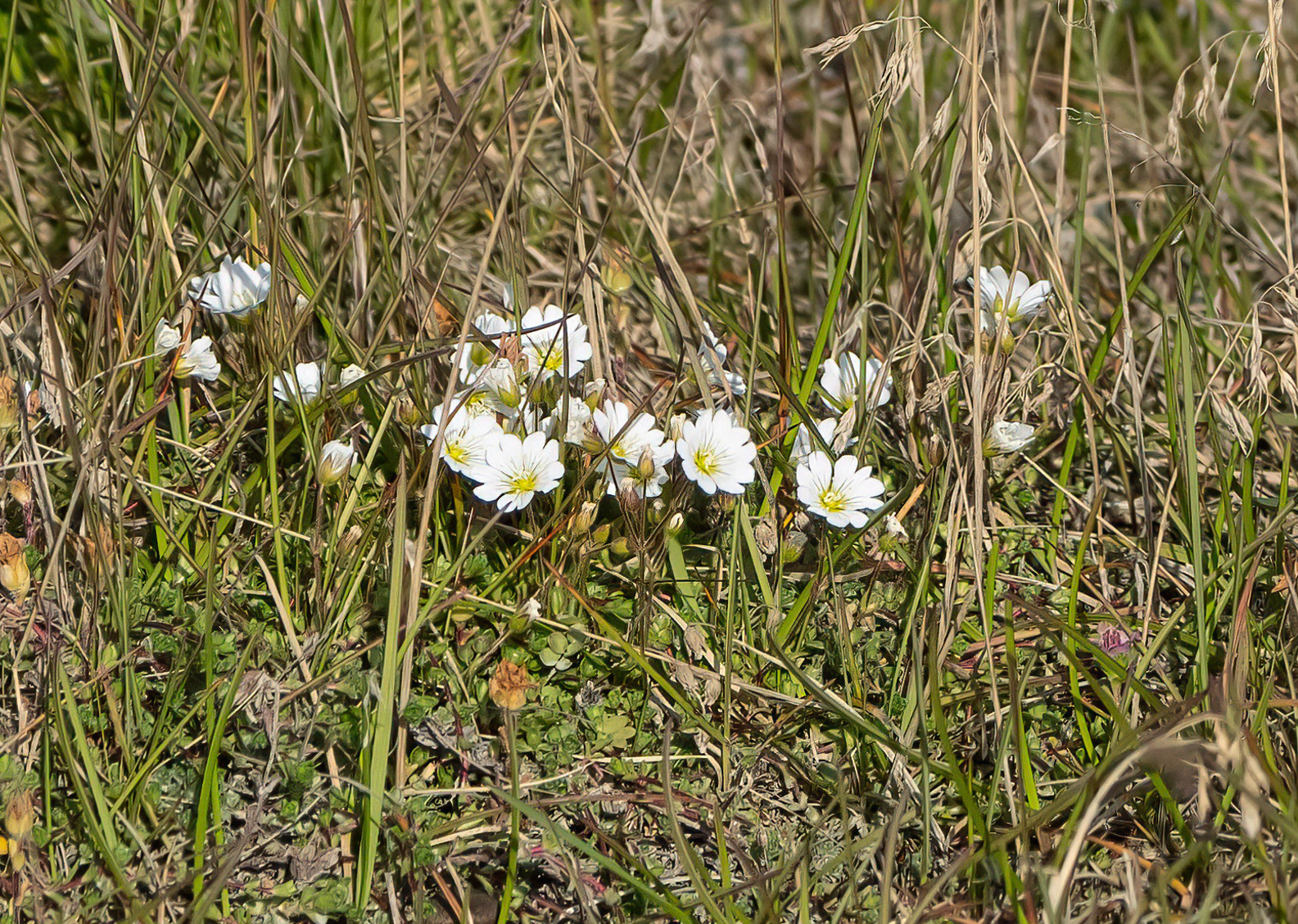 Tufted Saxifrage, Ny Alesund, Svalbard. 02-08-2022.