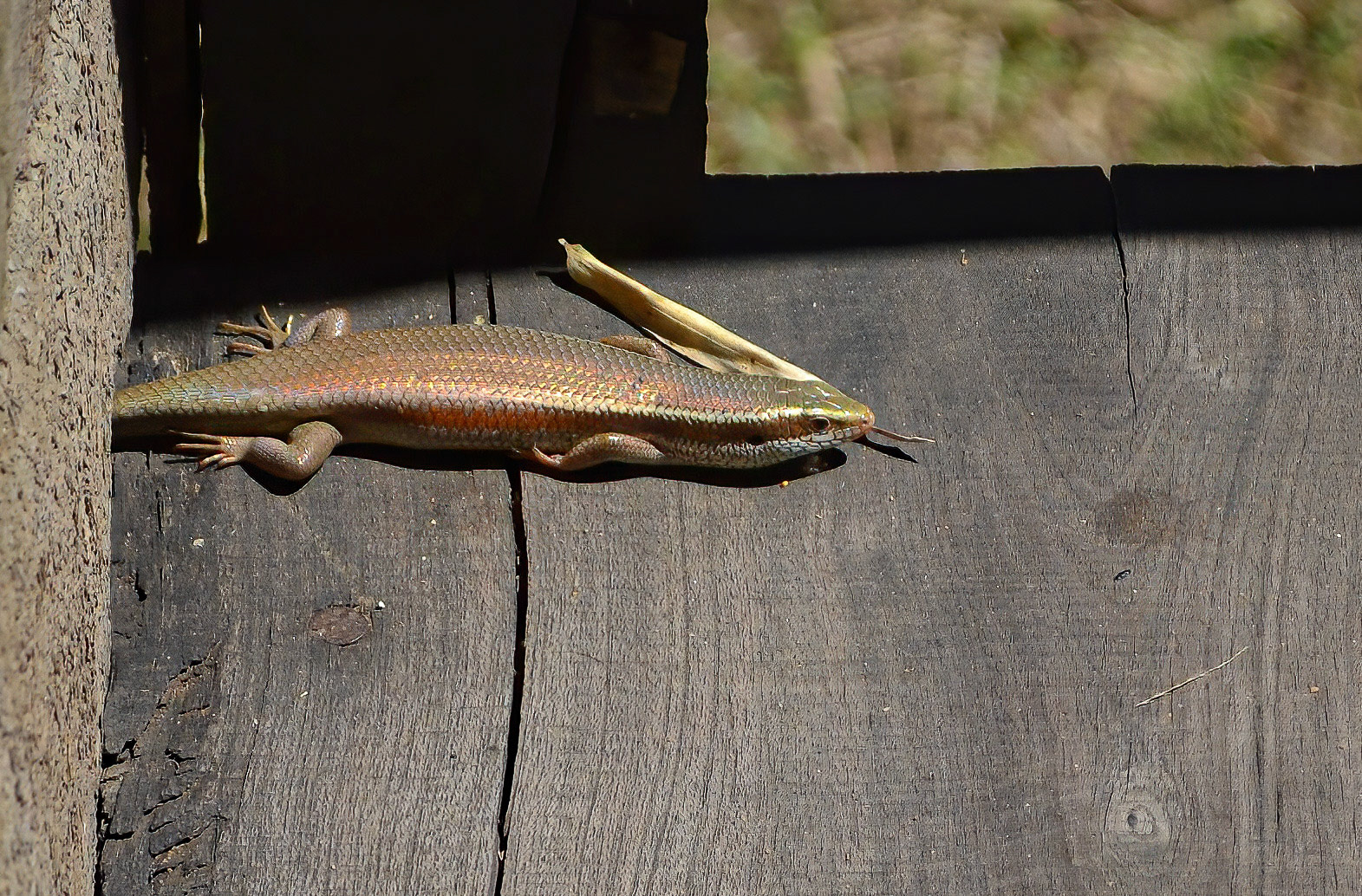 Indian Skink, Bandhavgarh NP, Madhya Pradesh India 17/03/14.