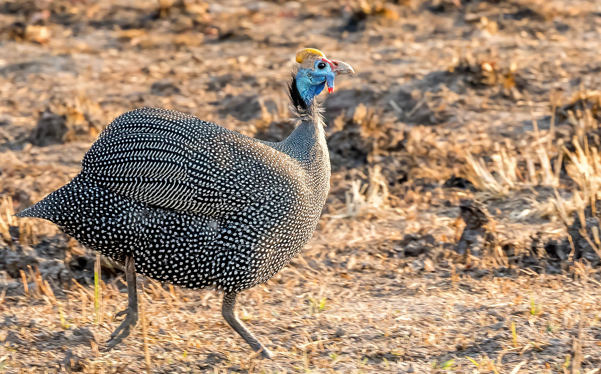Crested Guineafowl Mukambi Zambia 02/09/17