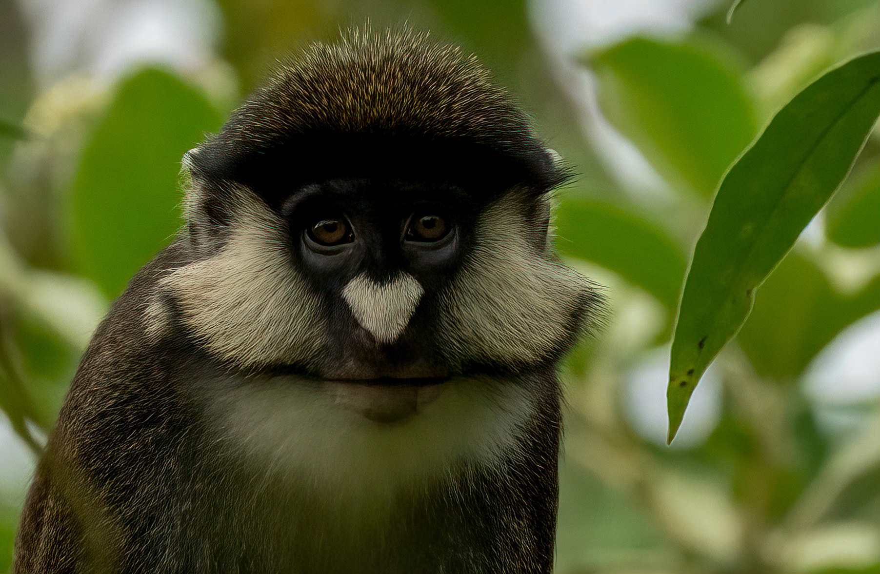 Red-tailed Monkey, Bigodi Swamp, Uganda. 03-08-23.