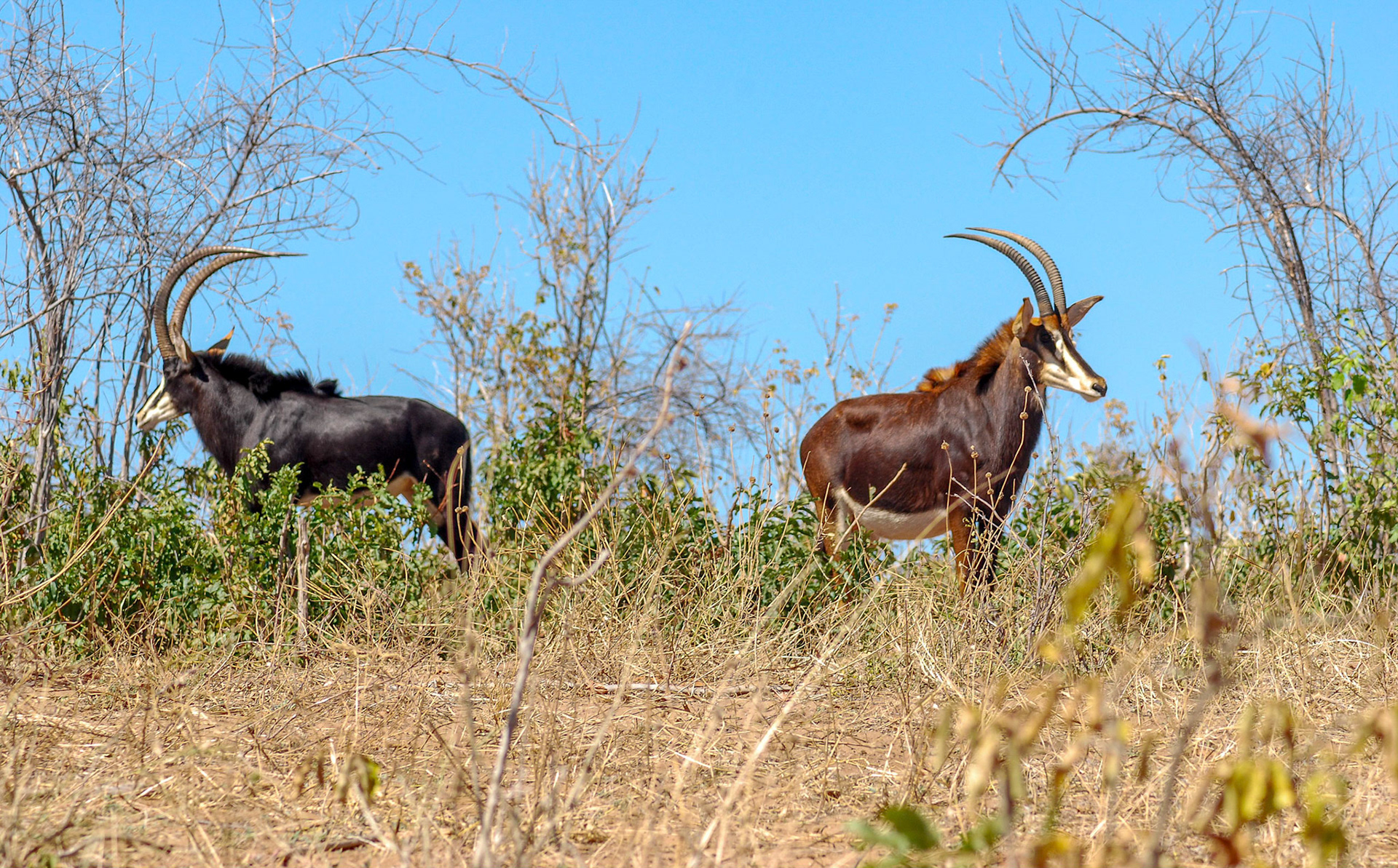 Sable Antelope, Chobe Botswana 12/05/11