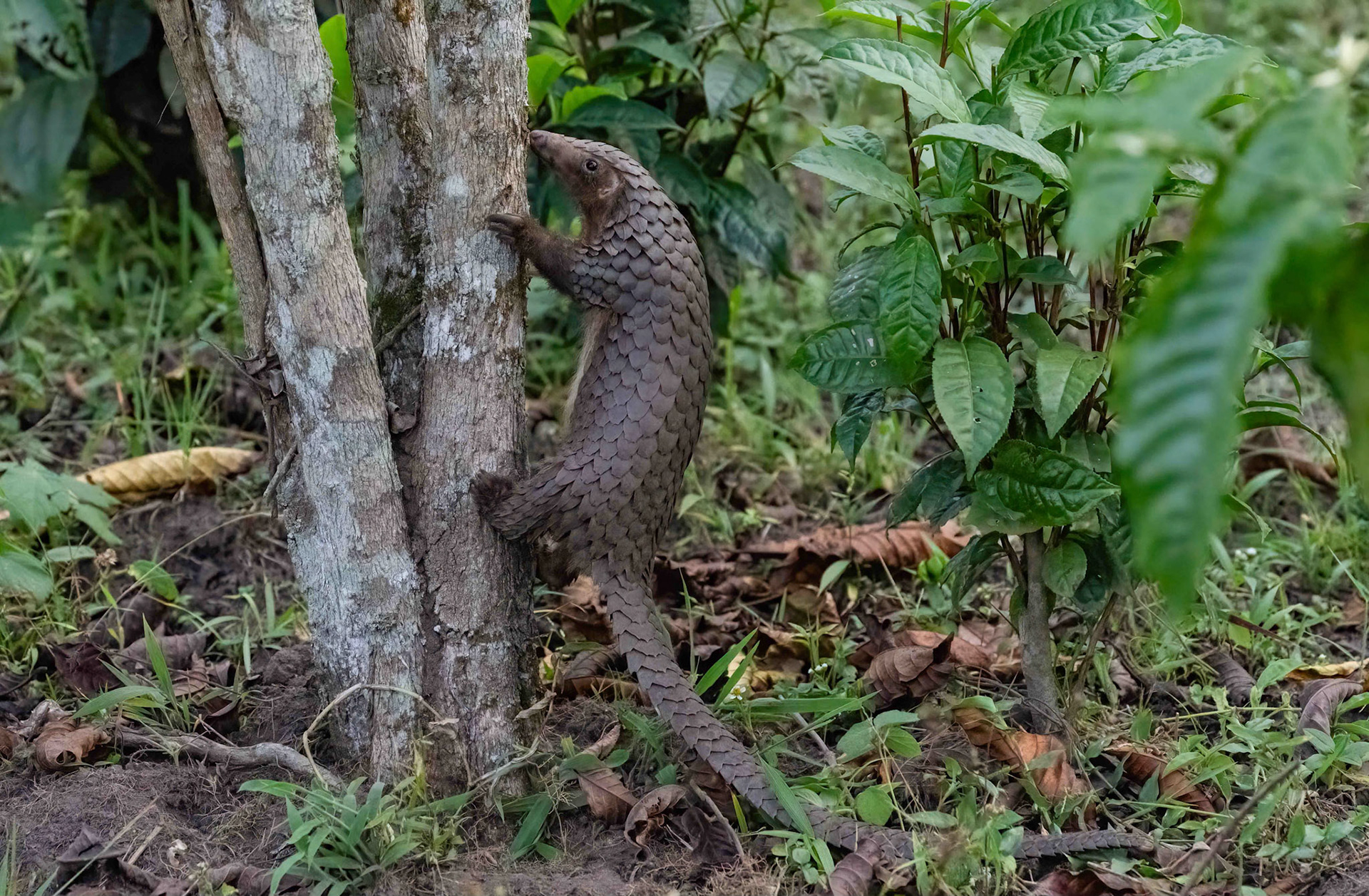 Pangolin, Rugando near Bwindi Forest, Uganda. 05-08-23.