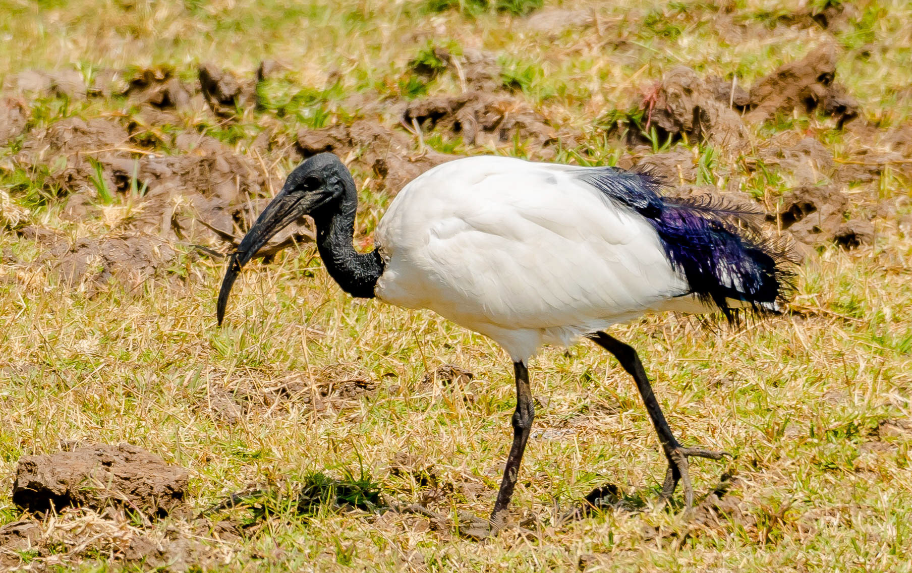 Sacred Ibis, Kafunta Zambia 09/09/17