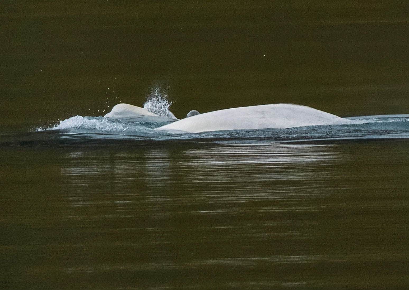 Beluga whales in Bellsund, Svalbard. 09-08-2022.