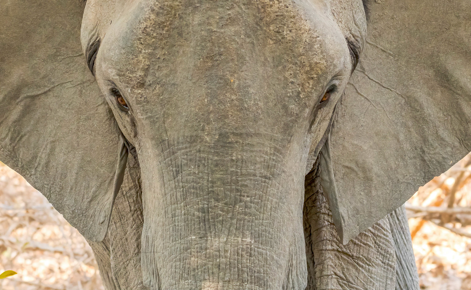 Bull Elephant, Kafunta Zambia 10/09/17