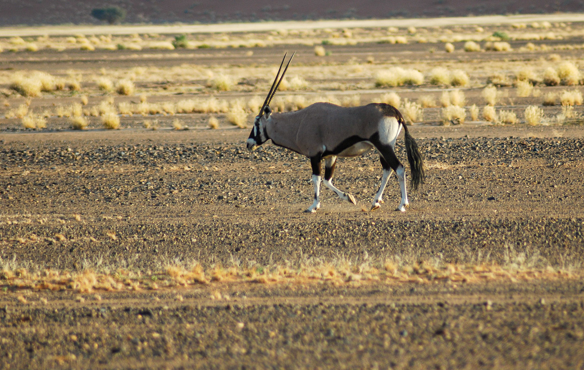 Oryx m, Namib Desert, Namibia 29/04/09