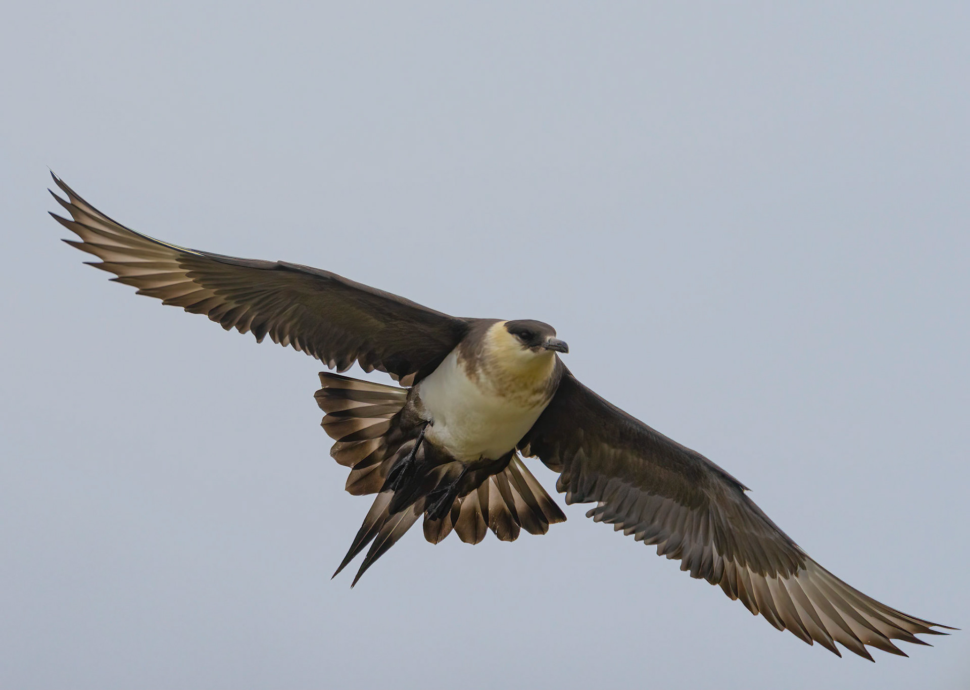 Arctic Skua, Gnalodden, Svarlbard. 07-08-2022.