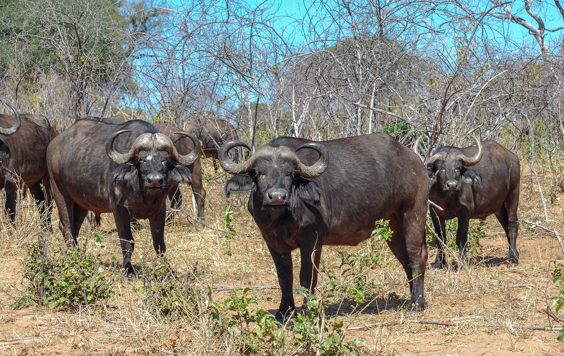 Cape Buffalo, Chobe Botswana 12/05/11