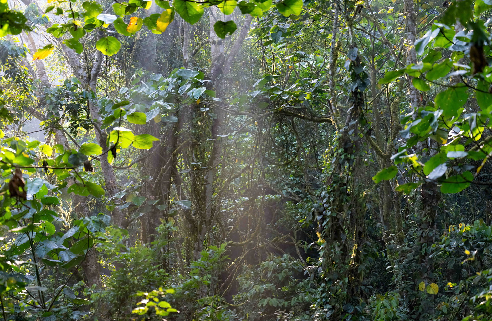 Bwindi Impenetrable Forest, Uganda. 05-08-23.