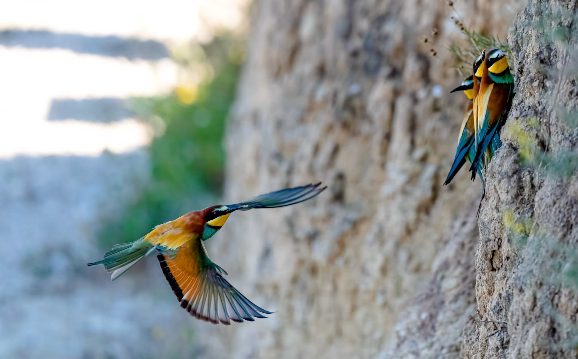 Bee-eaters, La Biar, Spain, 27/04/19