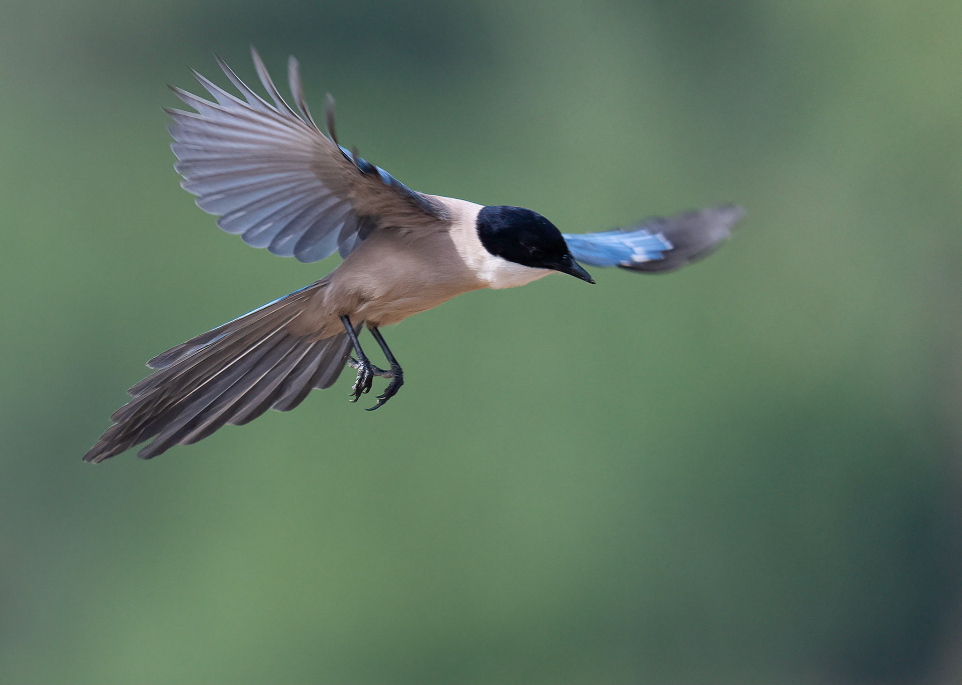 Azure-winged Magpie, Adamuz,Andulucia, Spain. 30/05/22.