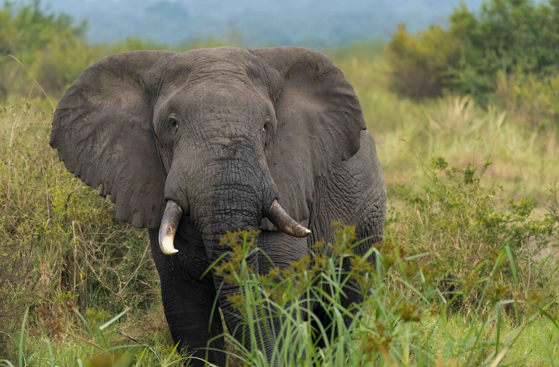 Bull Elephant, Queen Elizabeth NP. Uganda. 04-08-23.