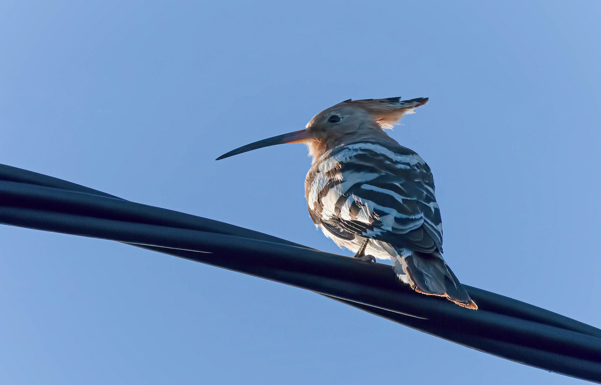 Hoopoe, La Biar Spain 22/12/18