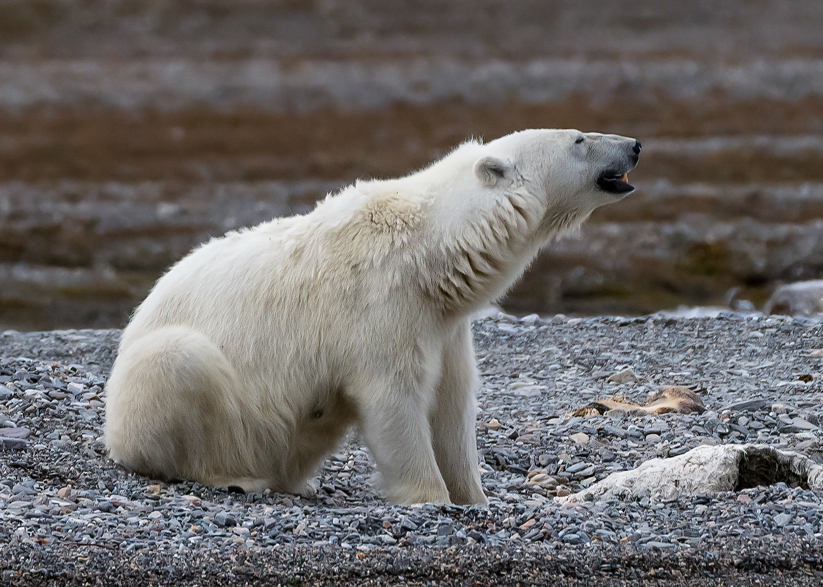Female Polar Bear standing guard over 2 year old Whale meat. Lomfjorden shore, Svalbard. 04-08-2022.