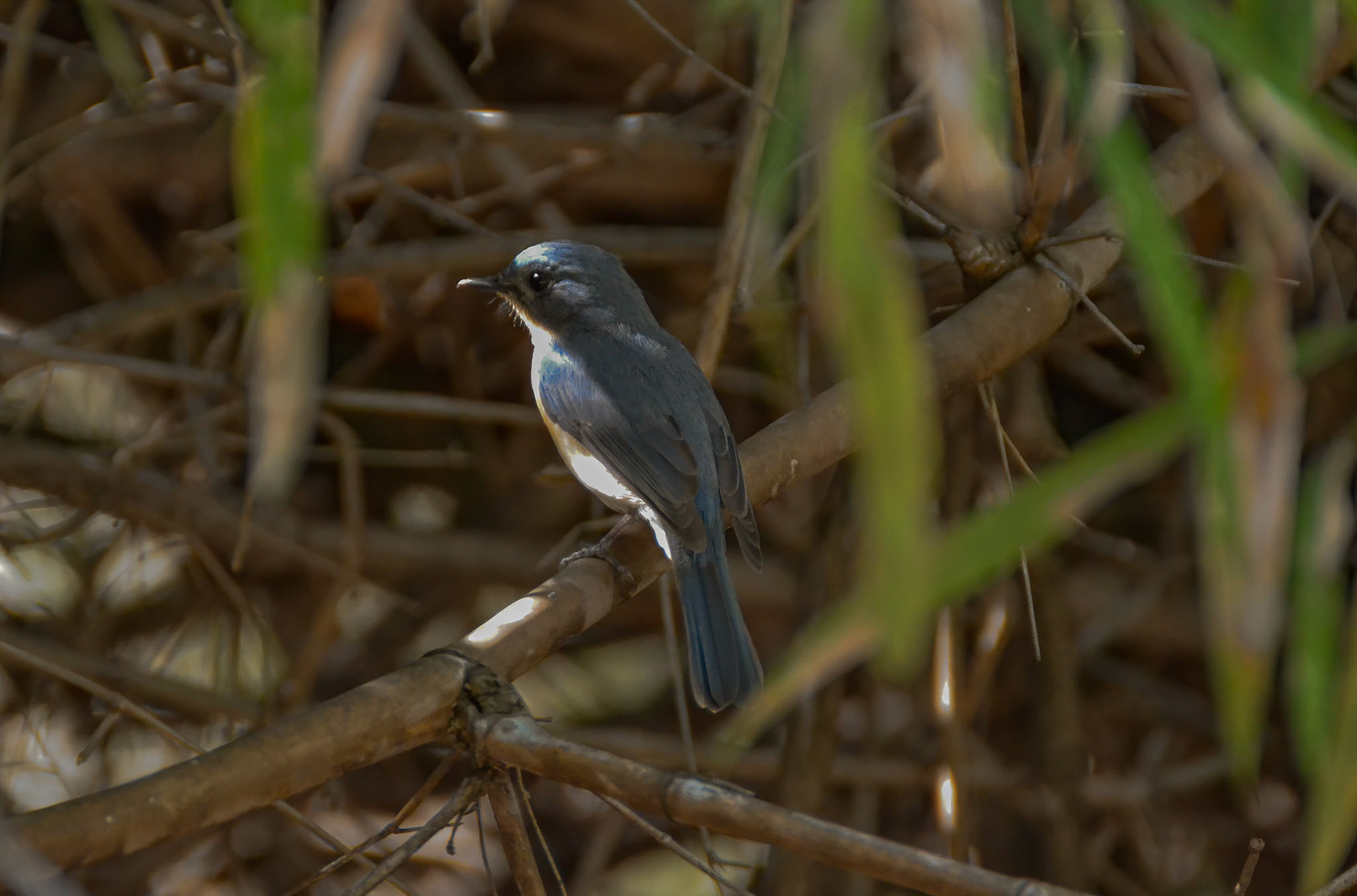 Tichell's Blue Flycatcher f, Bandhavgarh Madhya Pradesh India 18/03/14.