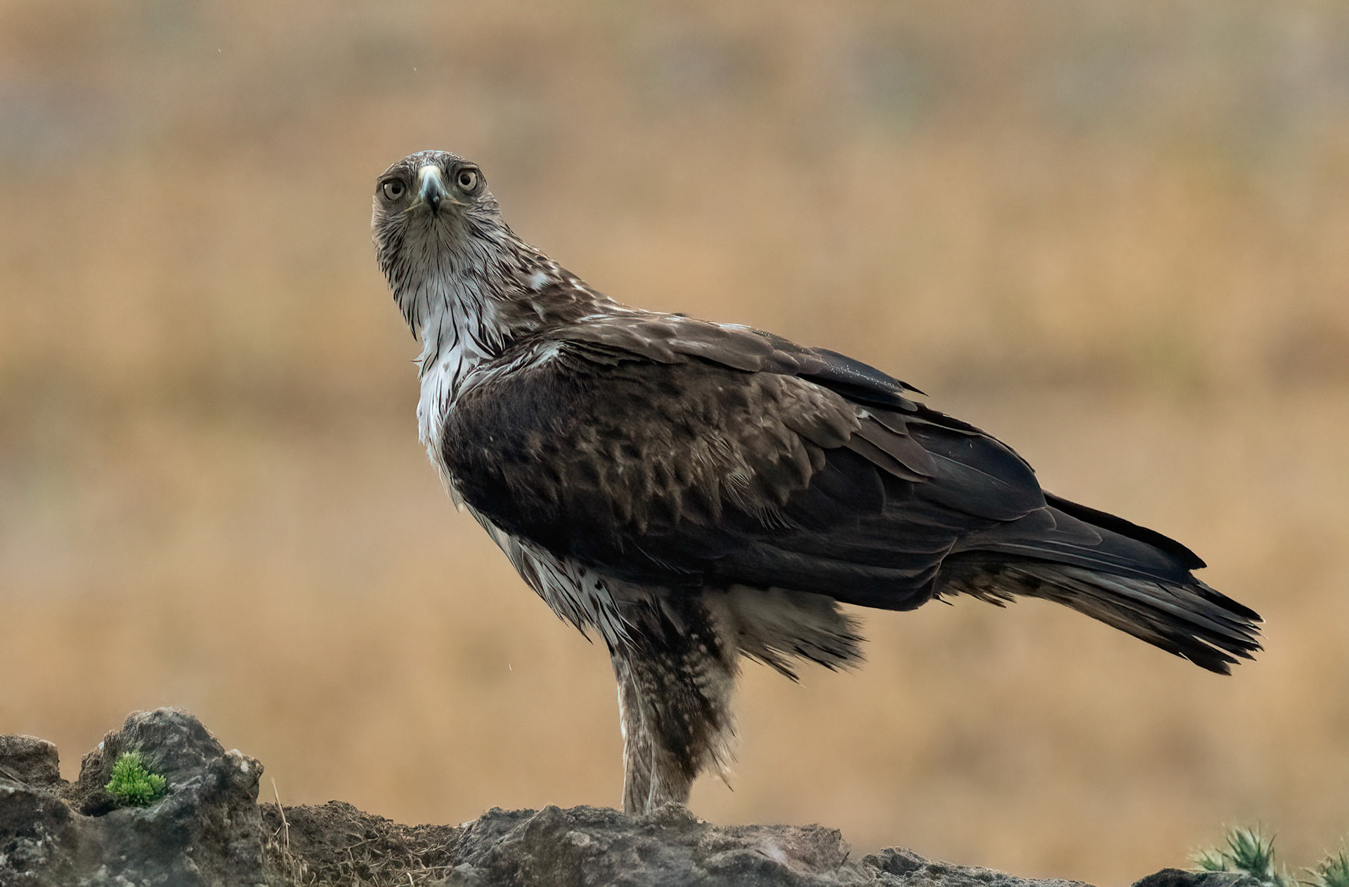 Bonelli's Eagle in the rain, Adamuz Andalucia Spain. 28-05-23.