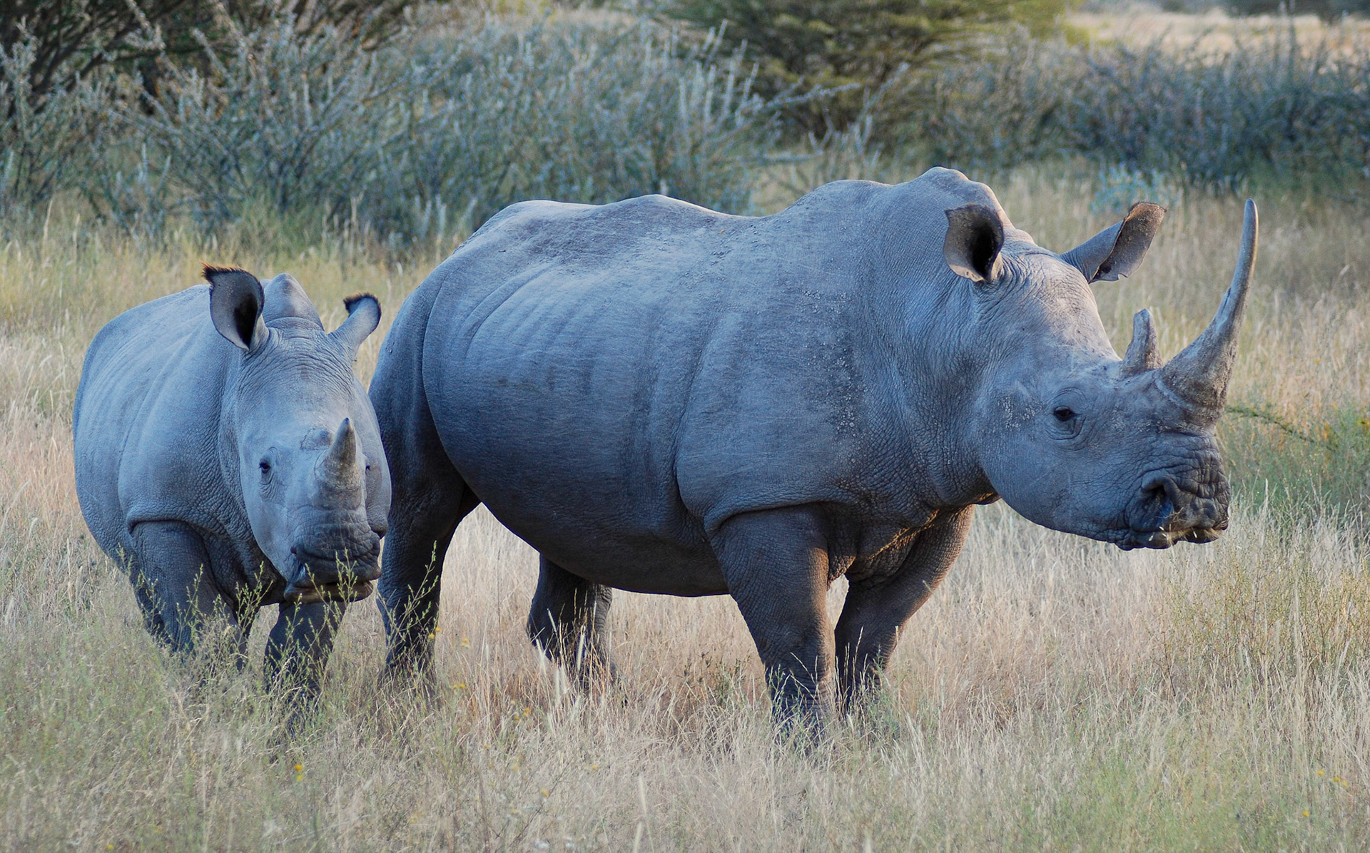White Rhino + Calf, Etosha Namibia 21/04/09