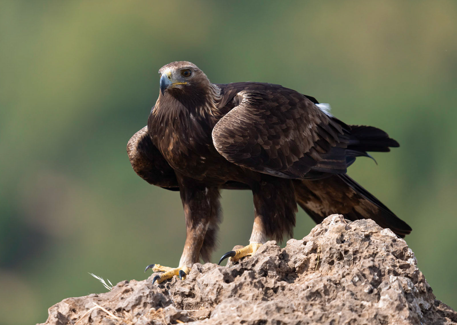 Golden Eagle, Adamuz, Andalucia, Spain. 30/05/22.
