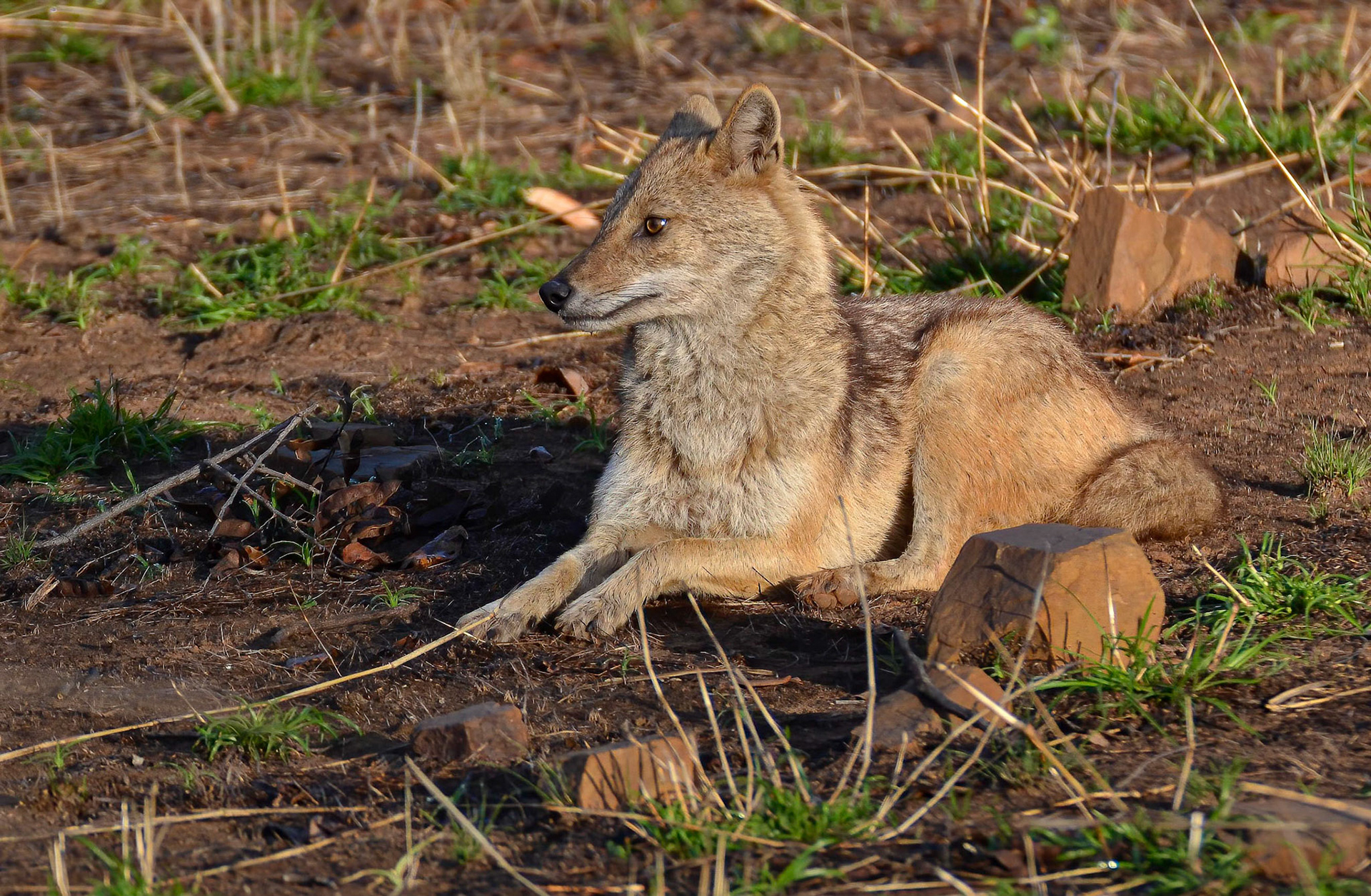 Golden Jackal, Panna NP, Madhya Pradesh, India 16/03/14.