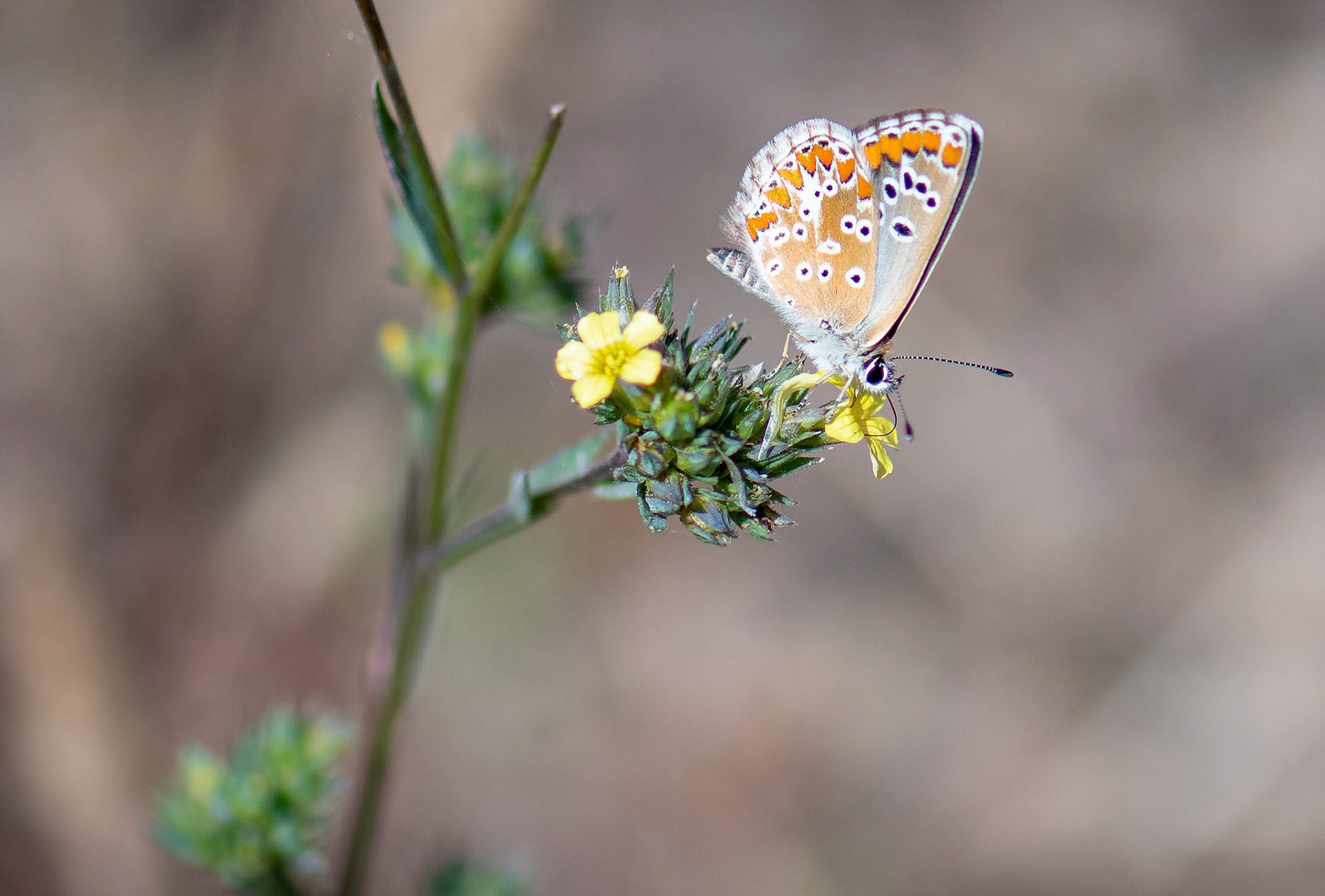 Common Blue f, La Biar Spain 10/06/19