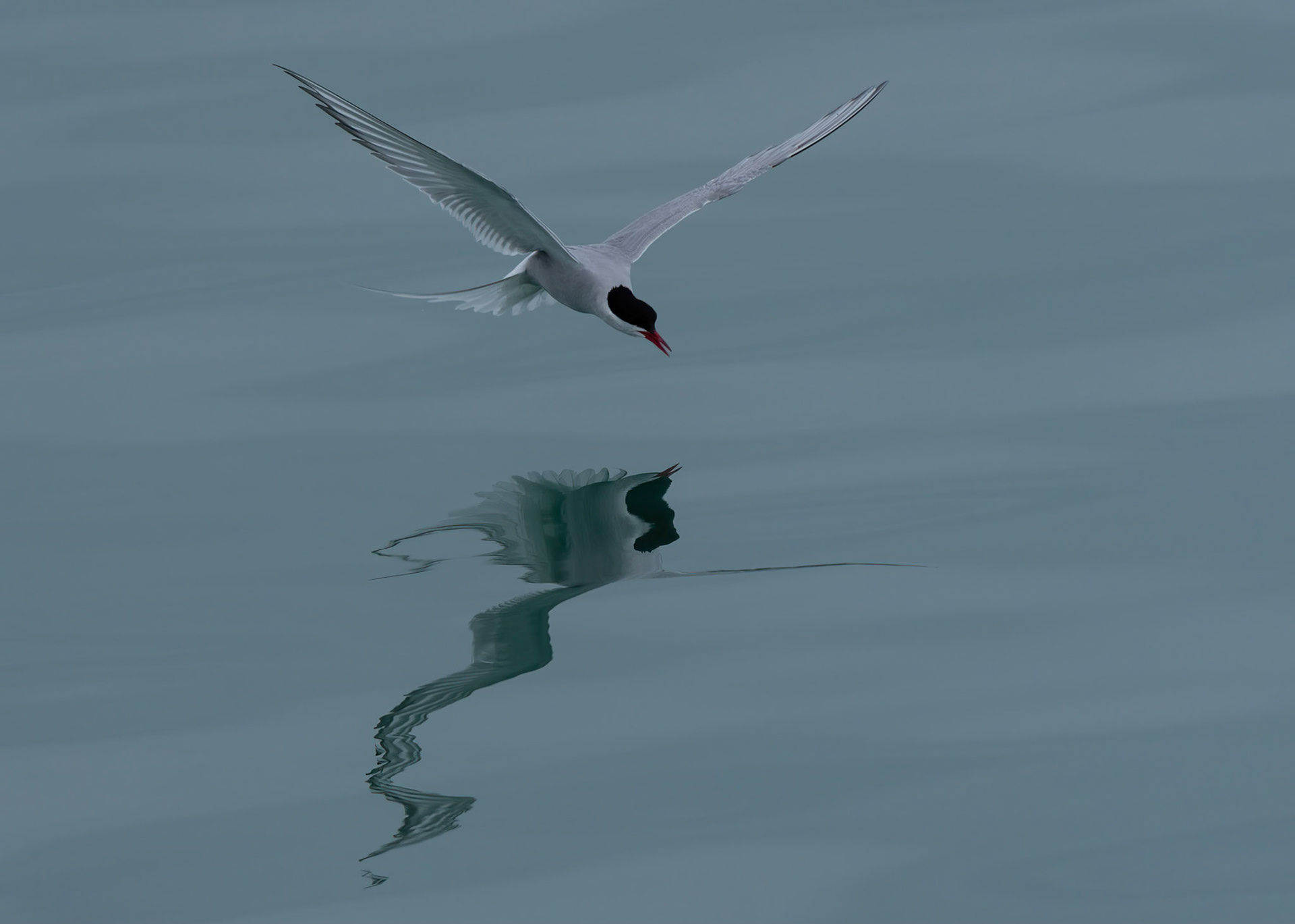 Arctic Tern  fishing for crustaceans washed out of glacial meltwater. Near Brasvellbreen ice wall. Svalbard, 05-08-2022.