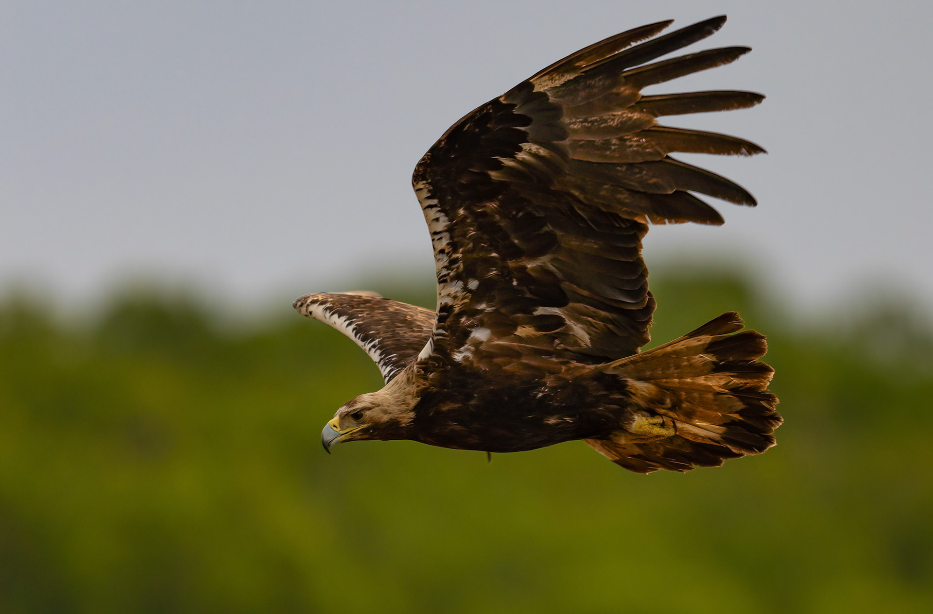 Golden Eagle, Adamuz ,Andalucia Spain. 29-05-23.