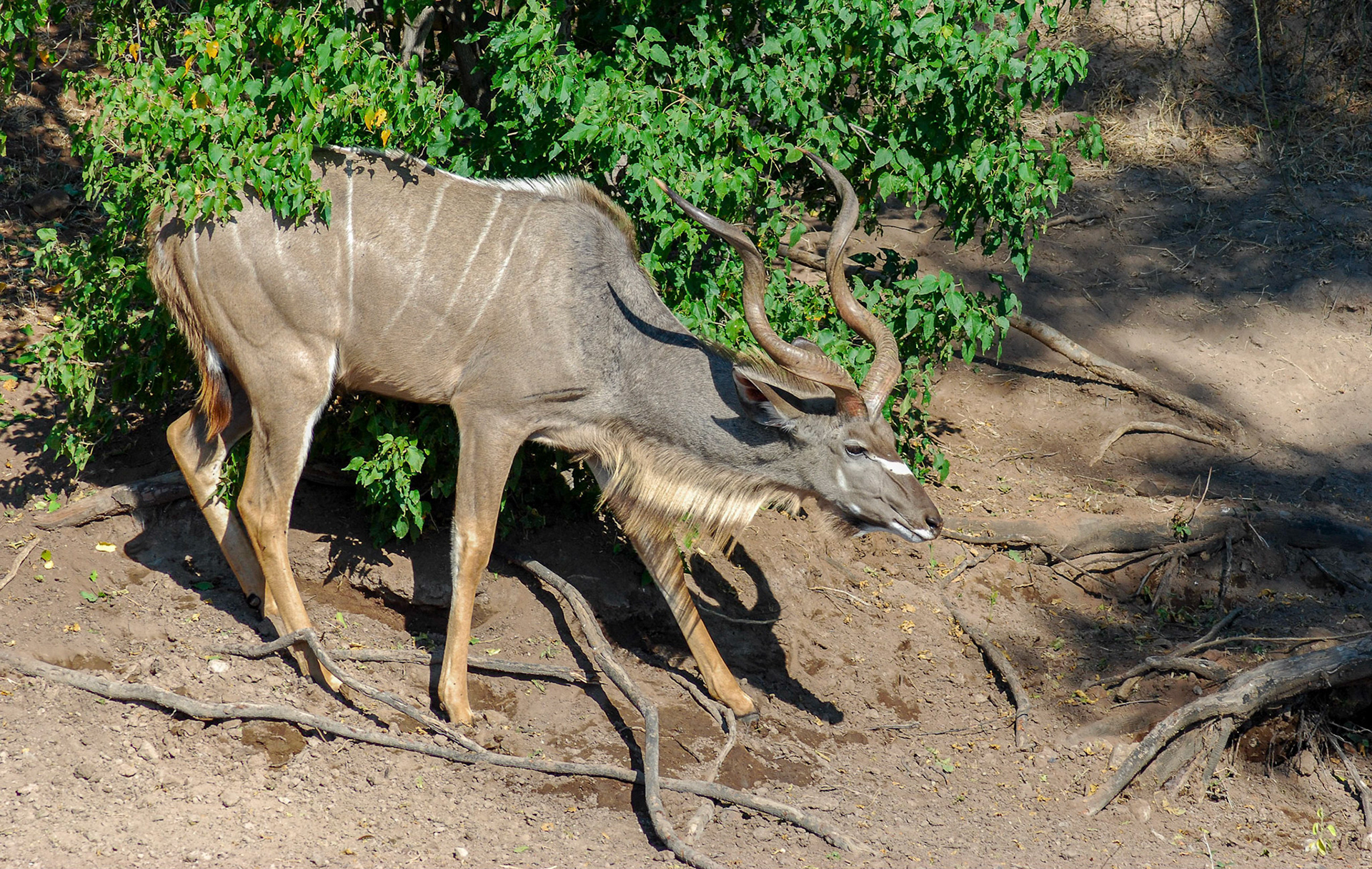 Greater Kudu, Chobe Botswana 12/05/11