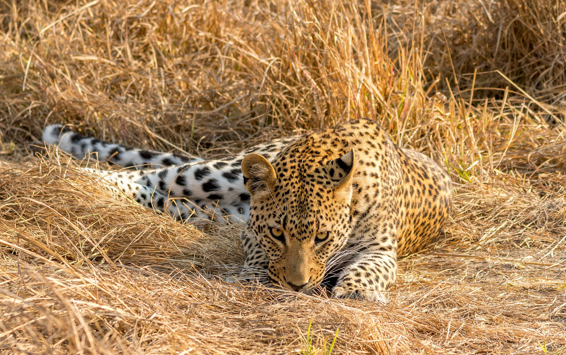 Leopard, Mukambi Zambia, 03/09/17