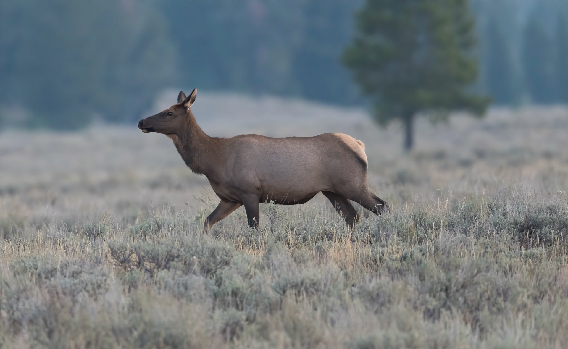 Female Elk. Grand Teton NP. Wyoming 11/09/18