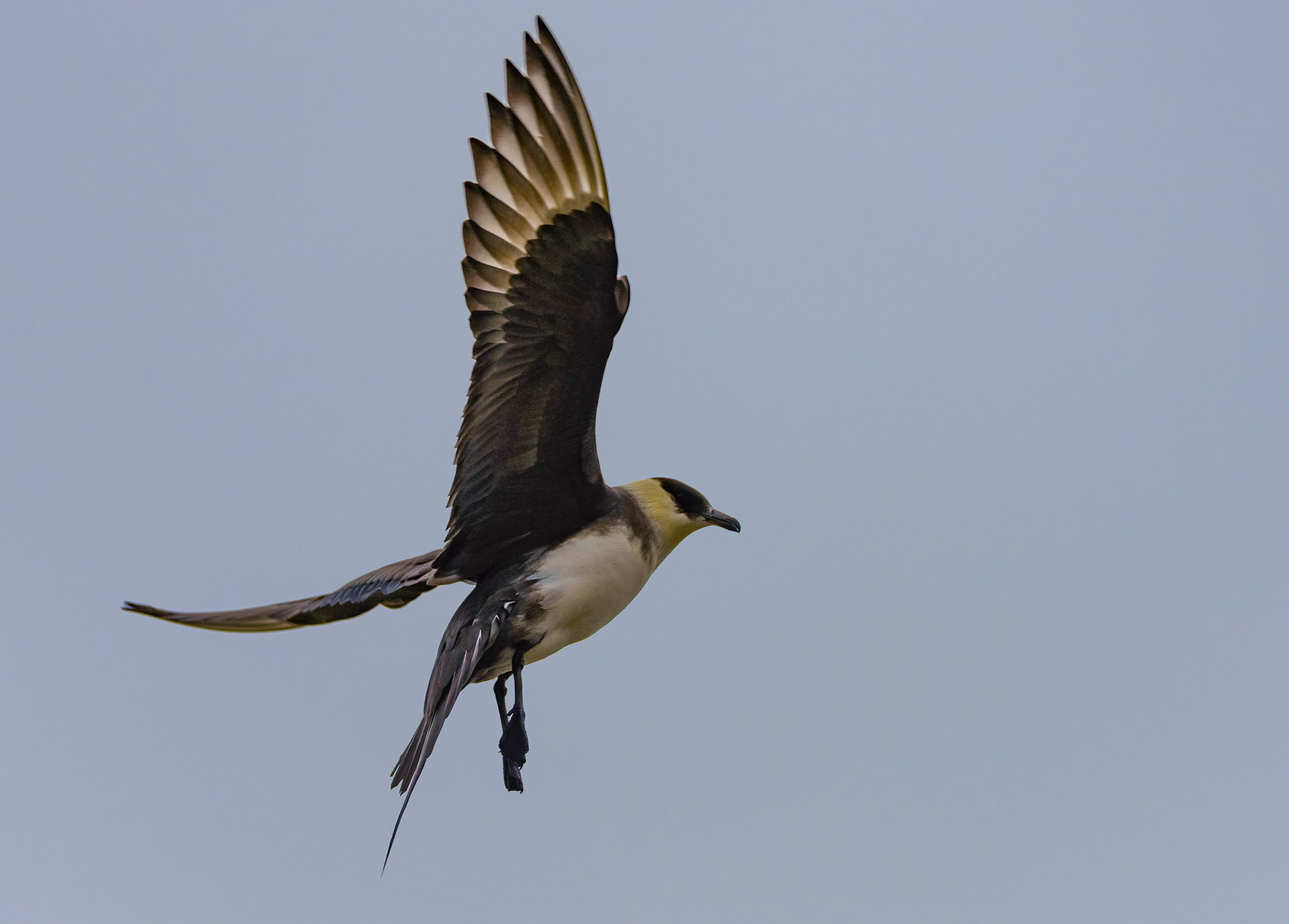 Arctic Skua, Gnalodden, Svarlbard. 07-08-2022.