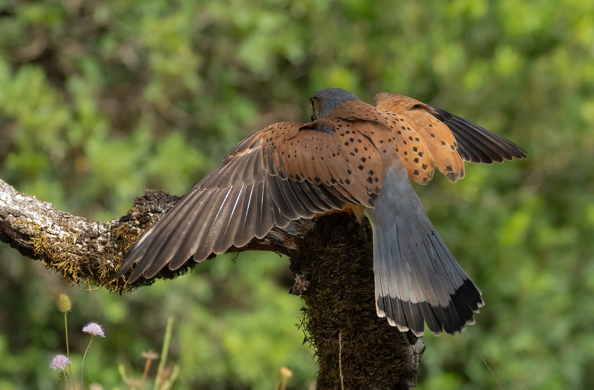 Male Kestrel, Adamuz, Andalucia. Spain. 30-05-23.