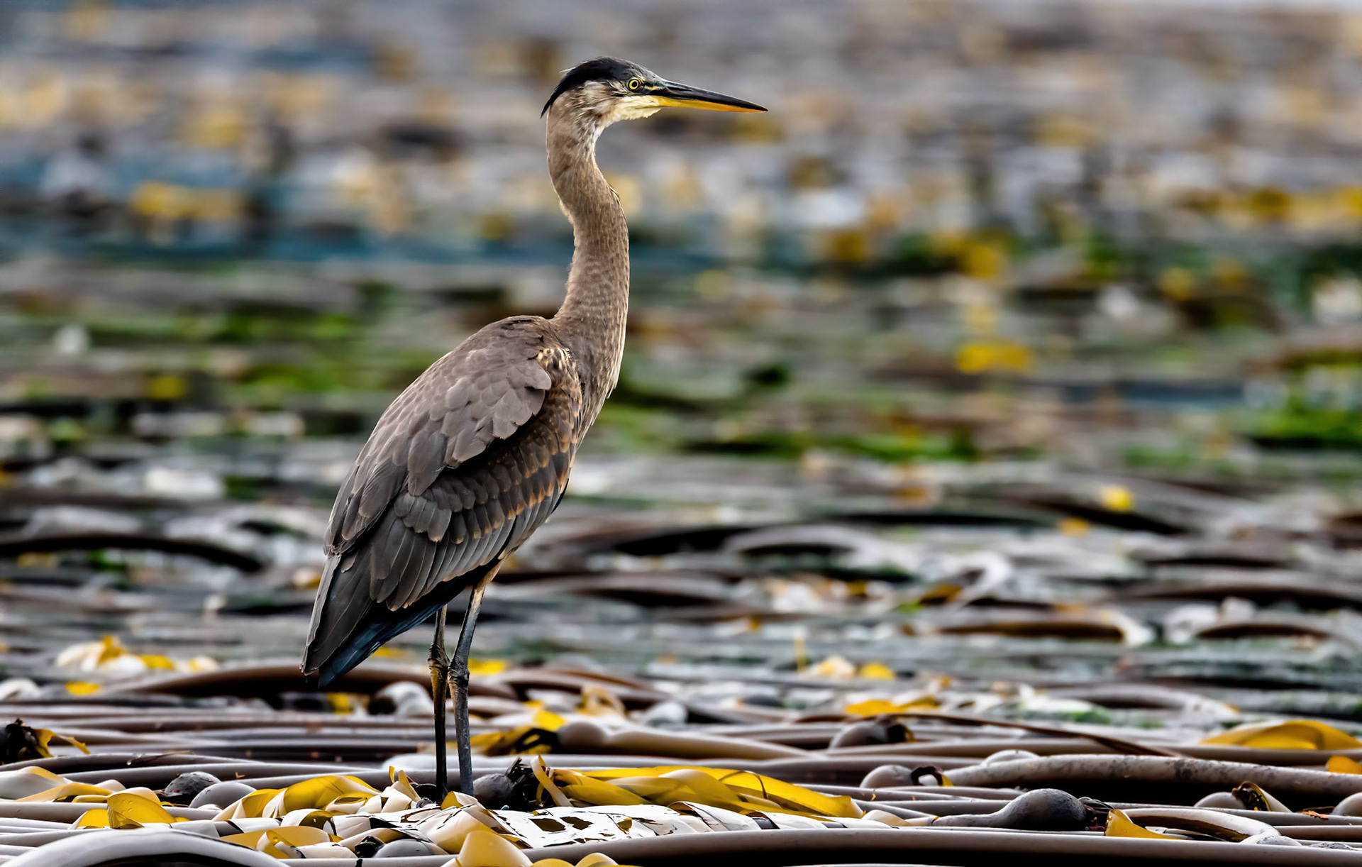 Imm. Great Blue Heron. Broughton Strait. Vancouver Island 22/09/18