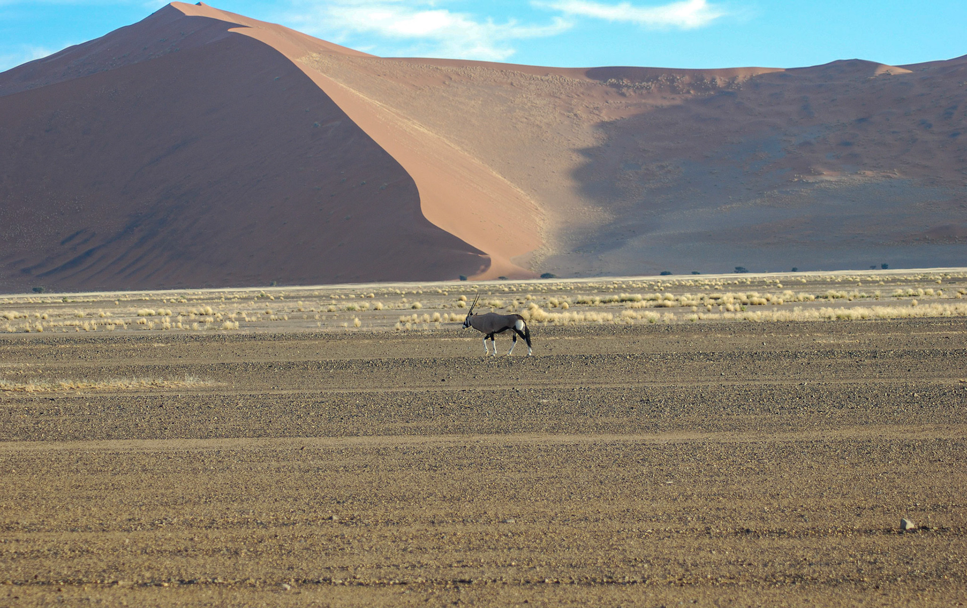 Oryx m, Namib Desert, Namibia 29/04/09