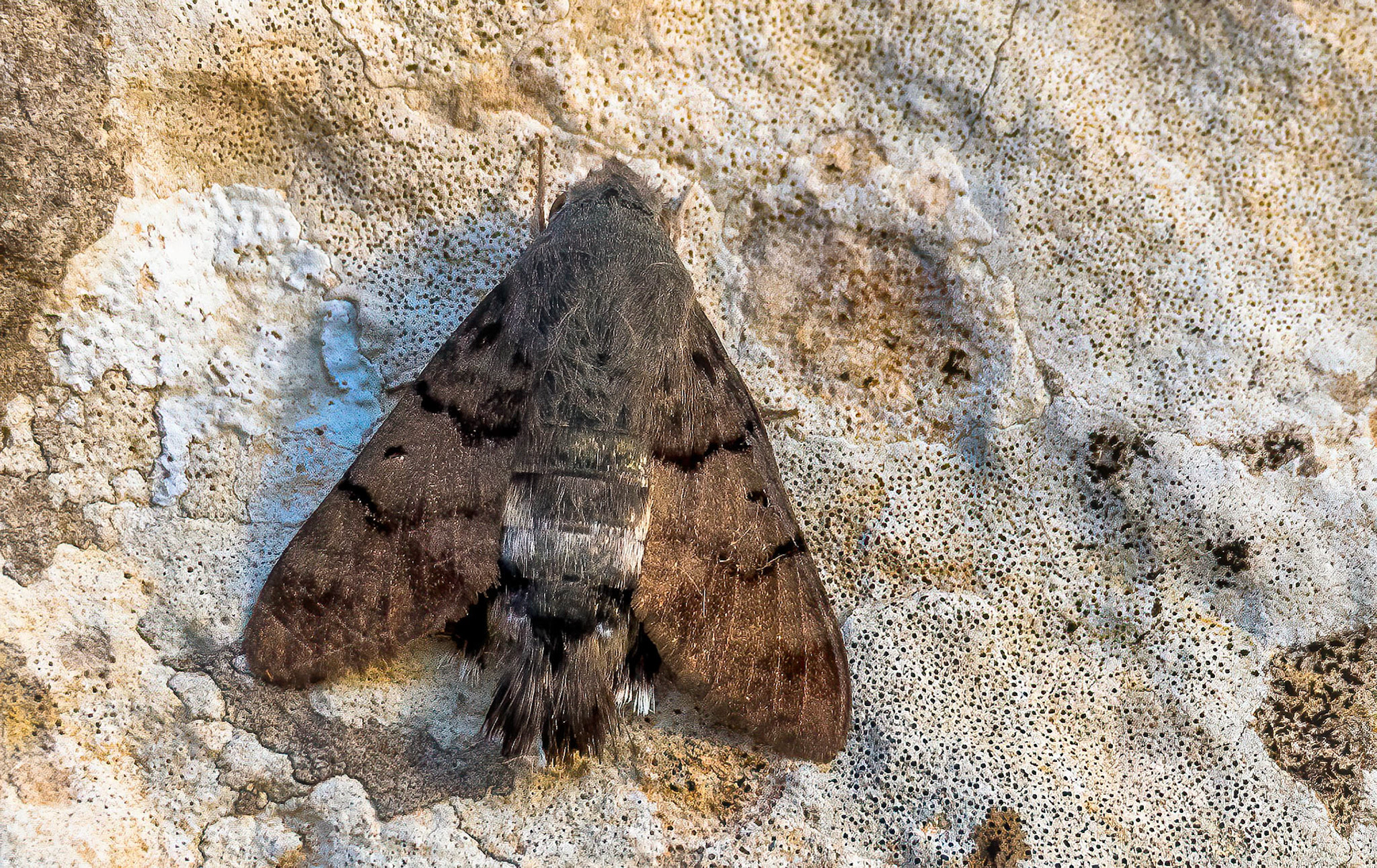 Hummingbird Hawkmoth, La Biar Spain, 11/07/17