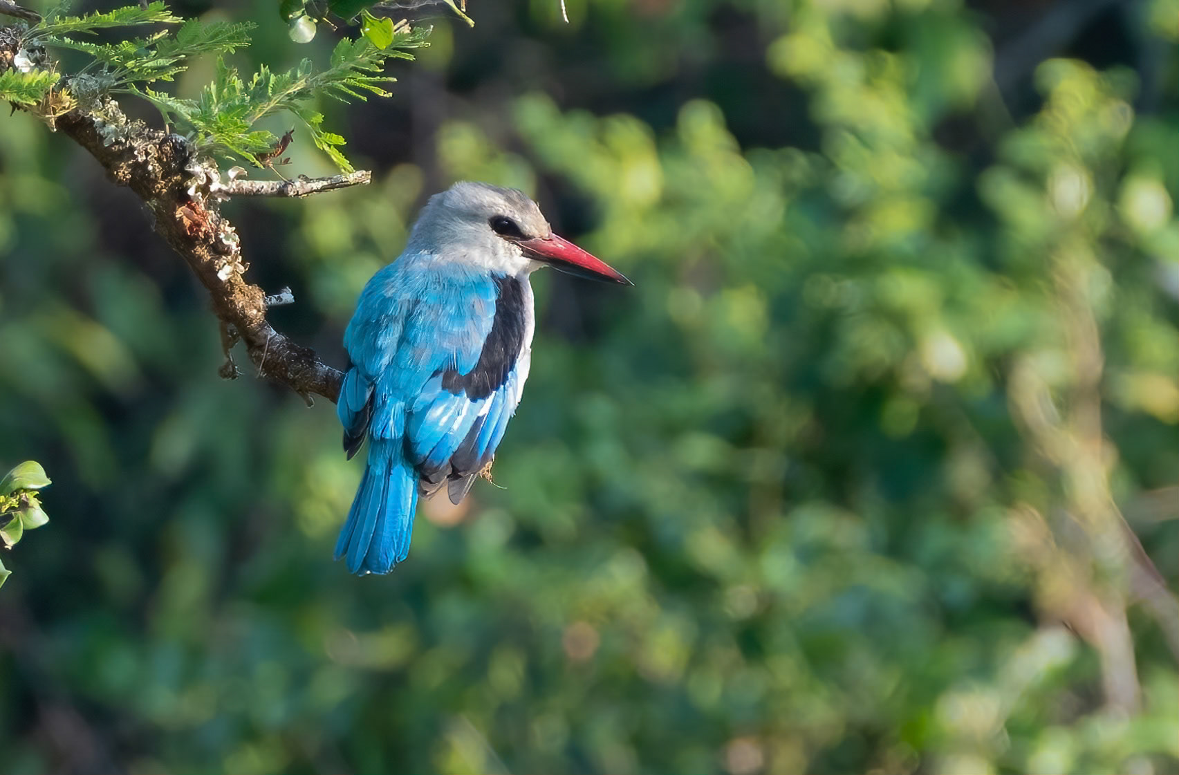 Woodland Kingfisher, Lake Mburo, Uganda. 06-08-23.