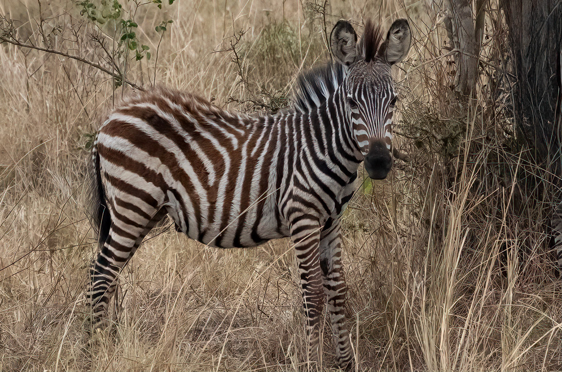Plains Zebra colt, Queen Elizabet NP. Uganda. 06-08-23.
