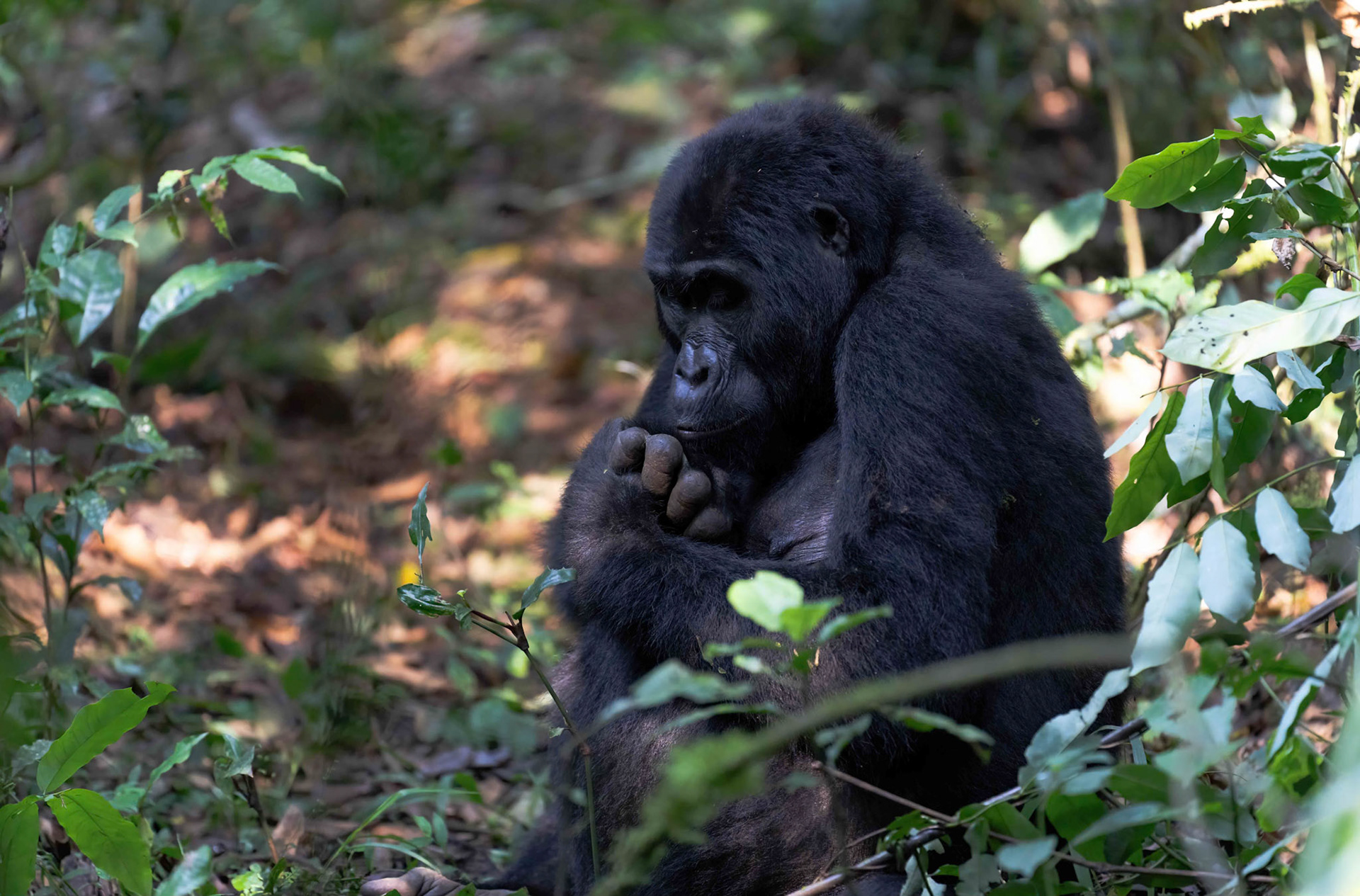Adult female, Katwe Gorilla Family, Bwindi NP. 05-08-23.