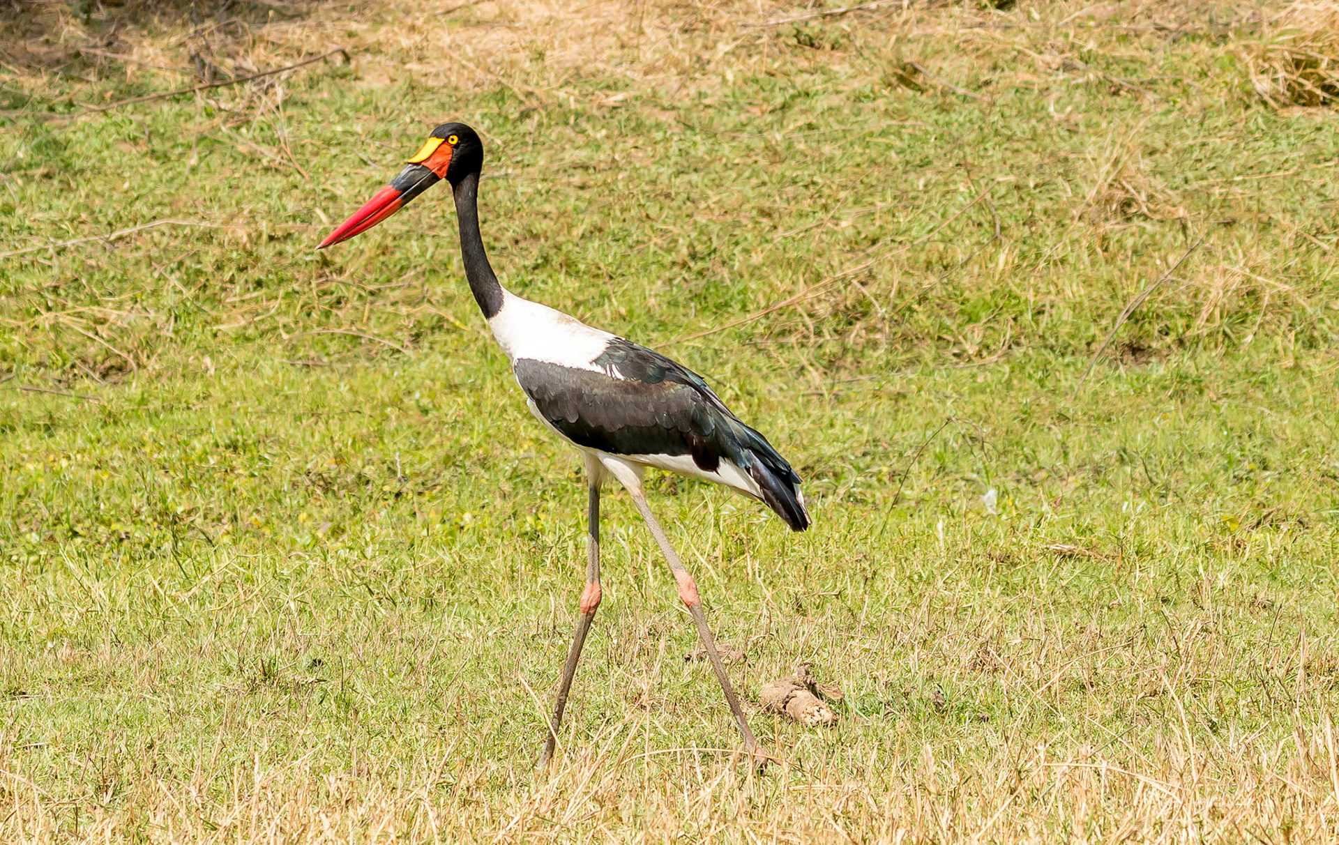 Saddle-billed Stork, Chongwe Zambia 05/09/17