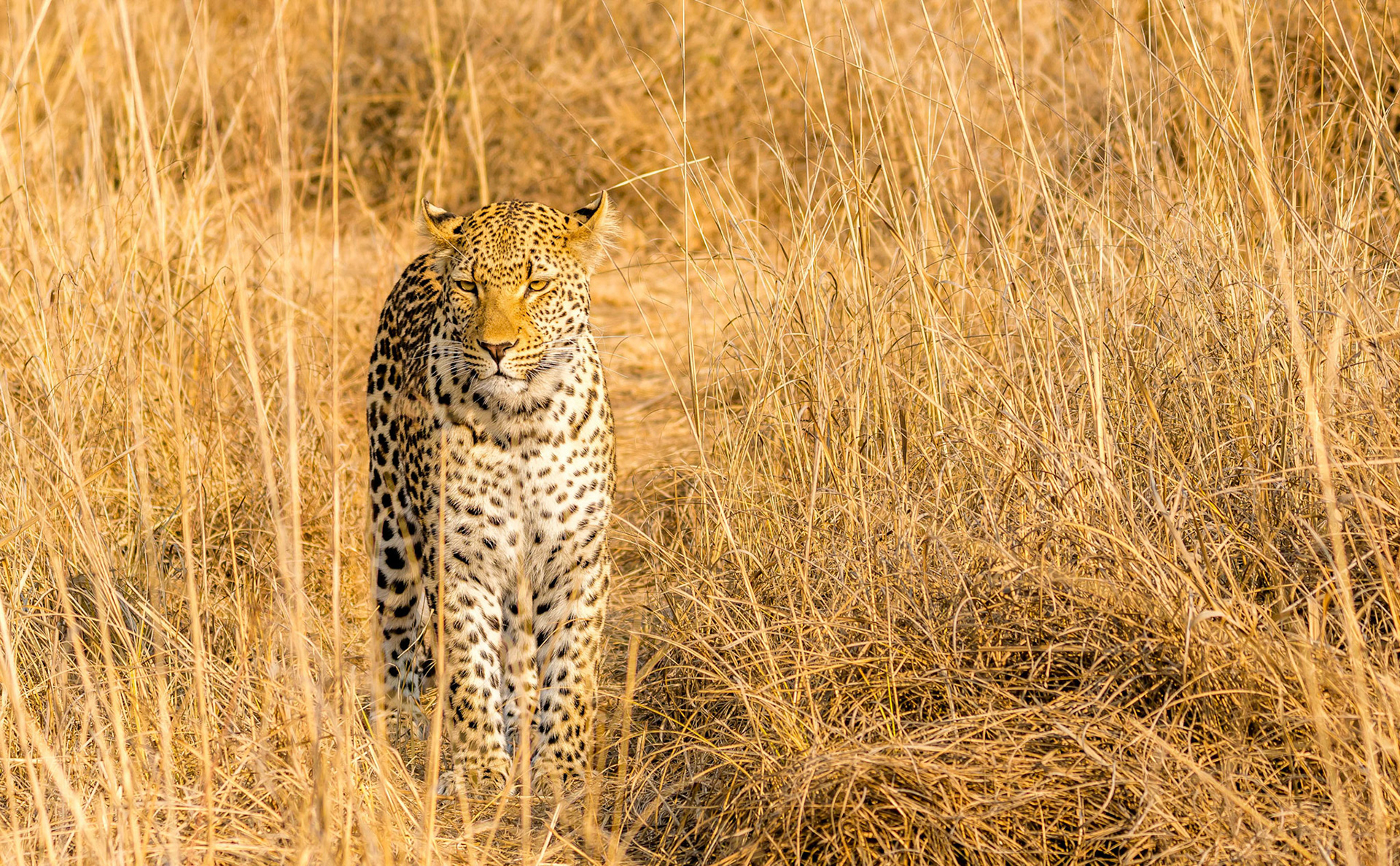 Leopard, Mukambi Zambia, 03/09/17