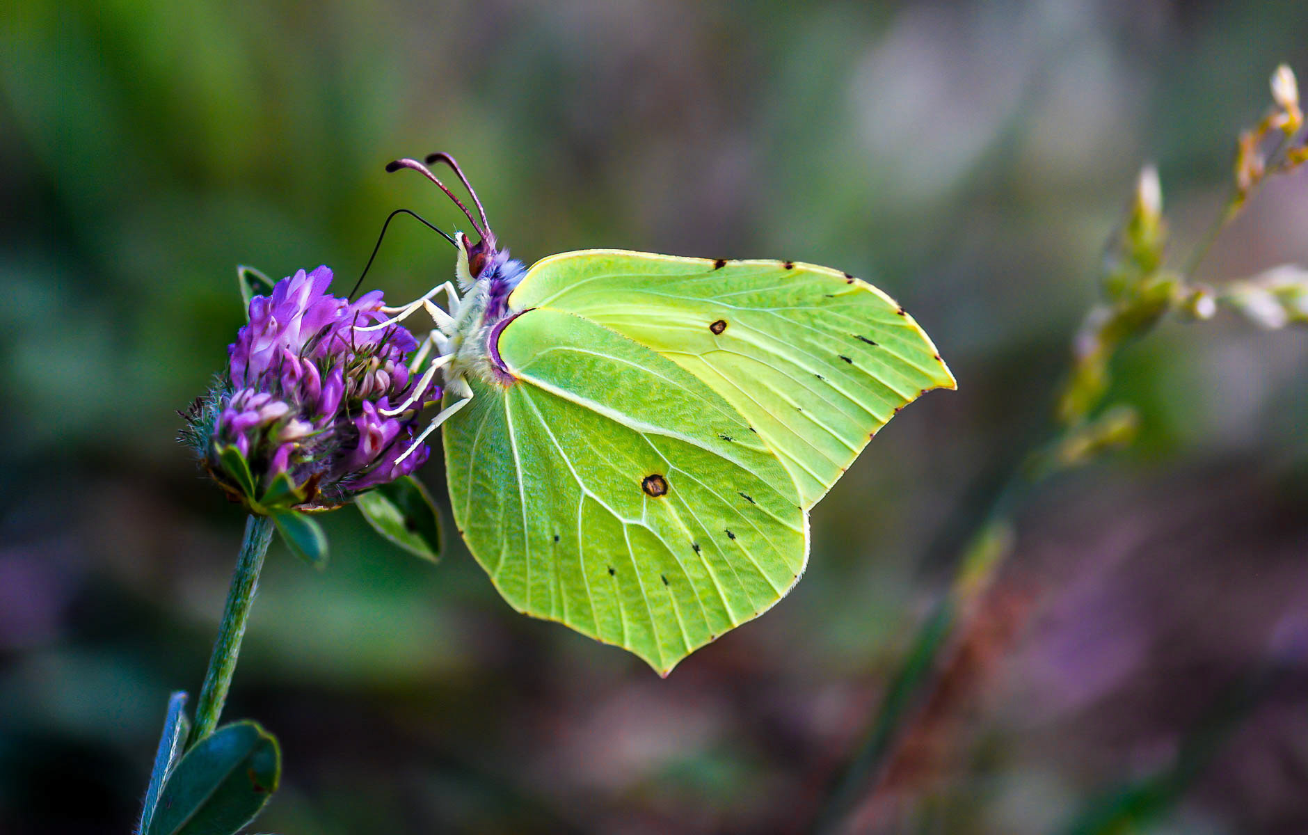 Male Brimstone, Picos Mtn., Spain 18/07/16