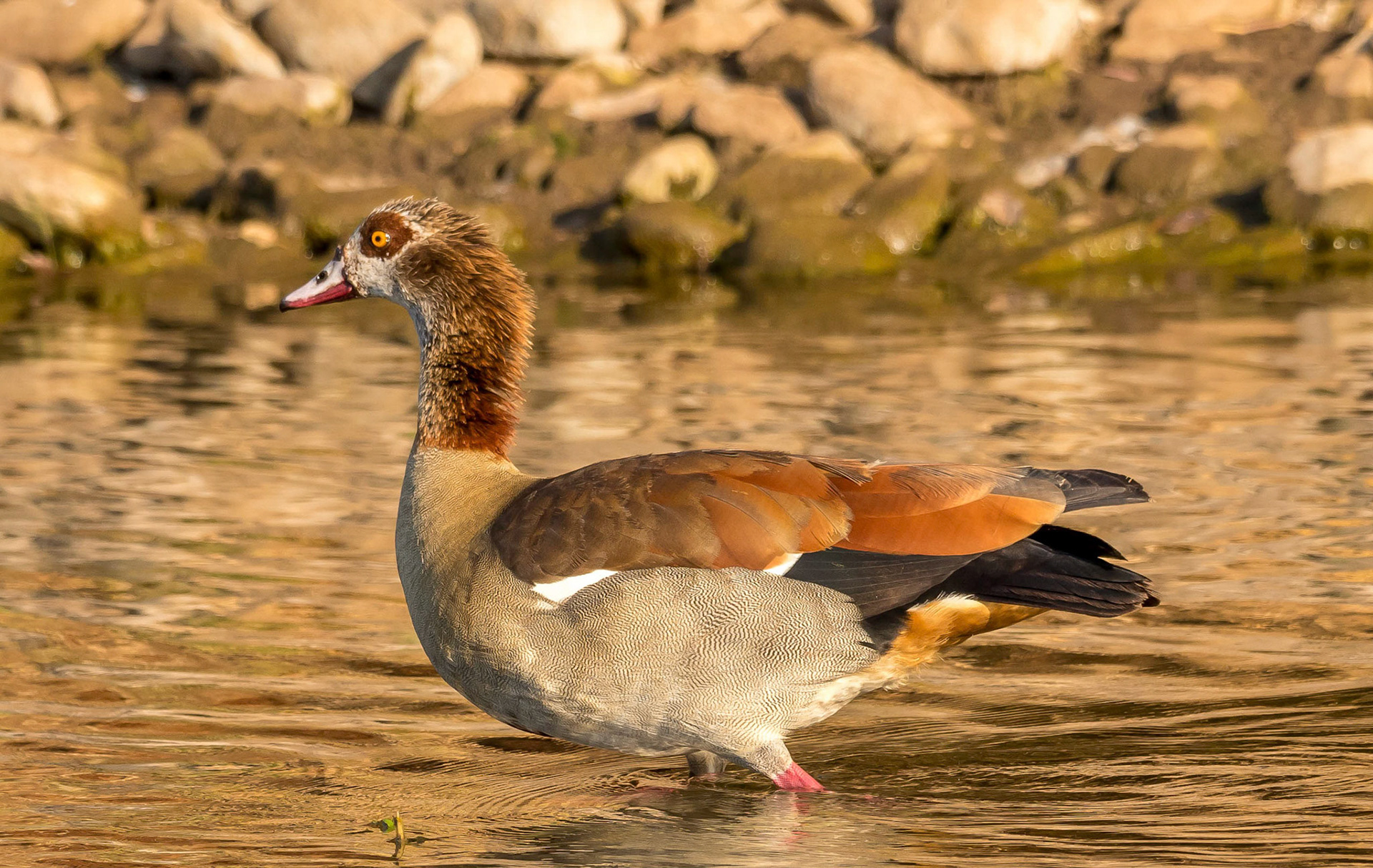 Egyptian Goose, Chongwe Zambia 05/09/17