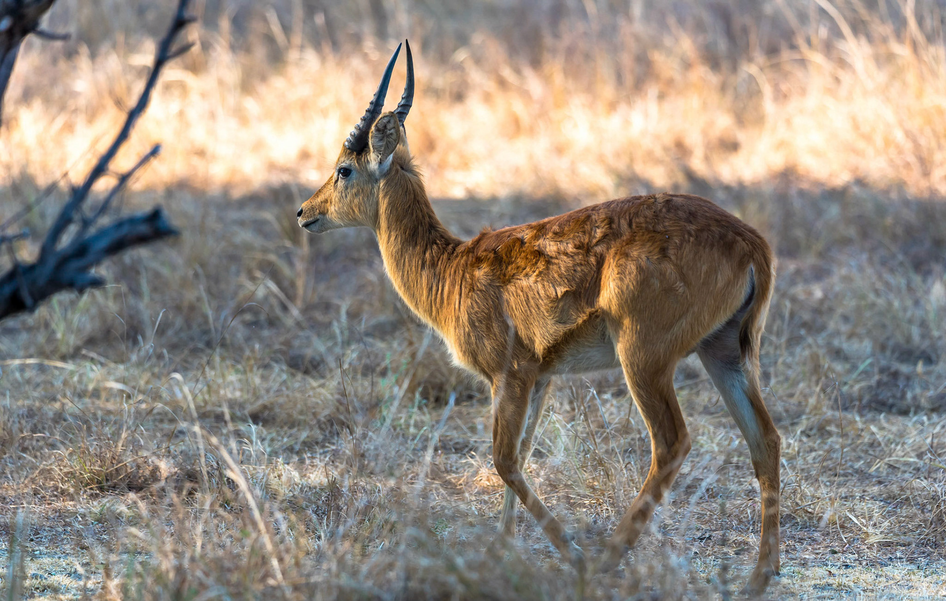Puku m, Mukambi Zambia 01/09/17