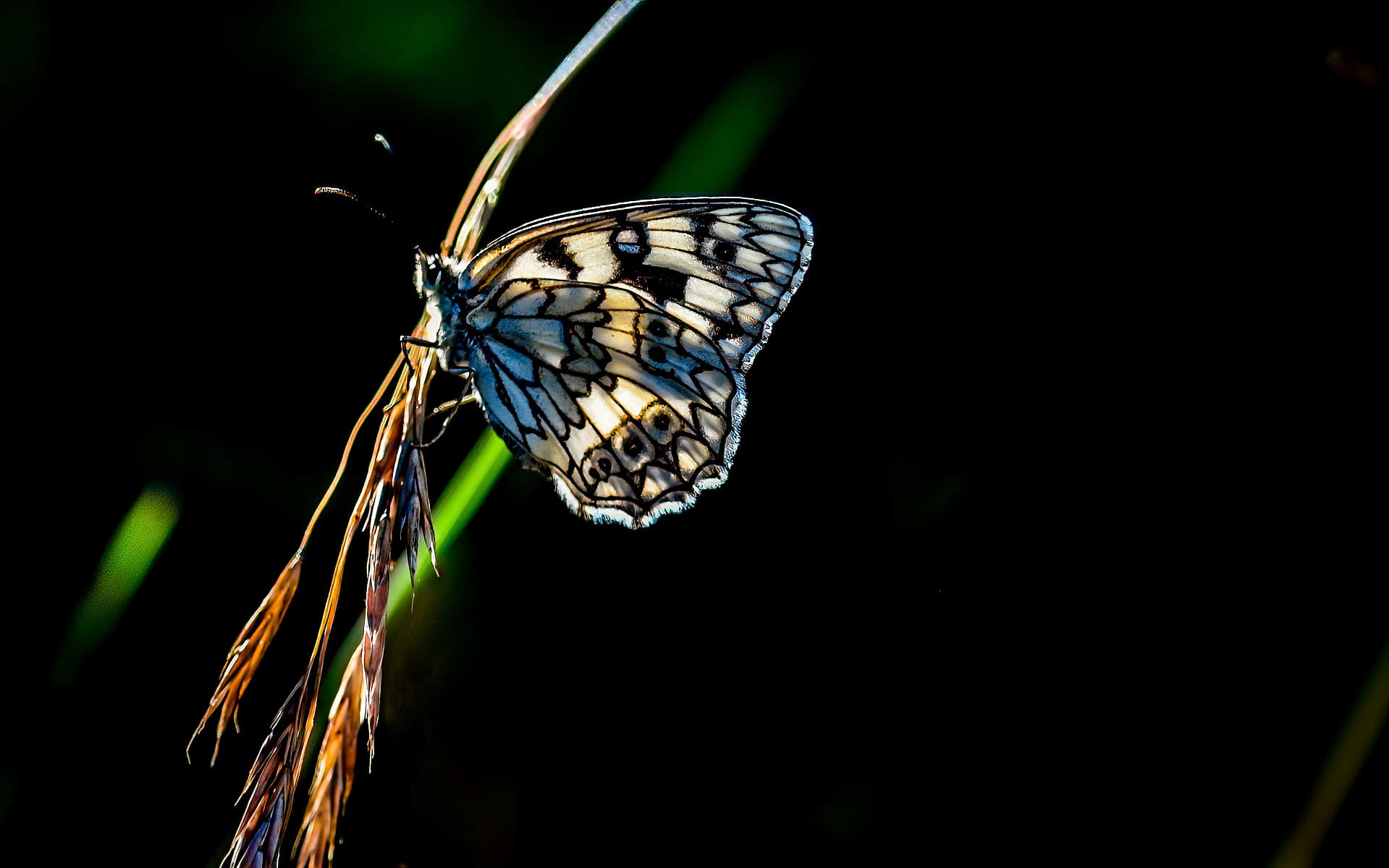 Iberian Marbled White, Picos Mtns., Spain 17/07/16
