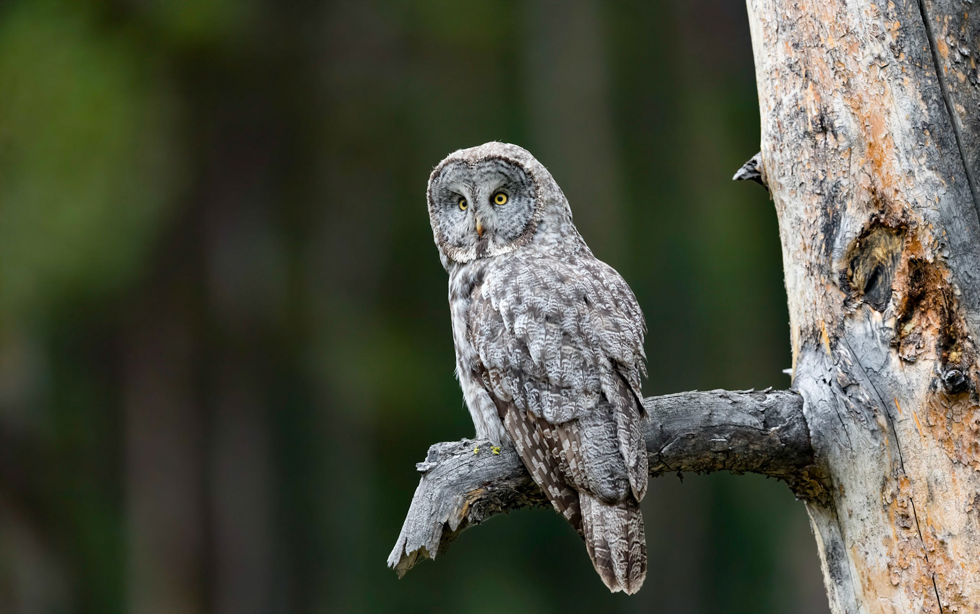 Great Grey Owl. Yellowstone Wyoming 13/09/18