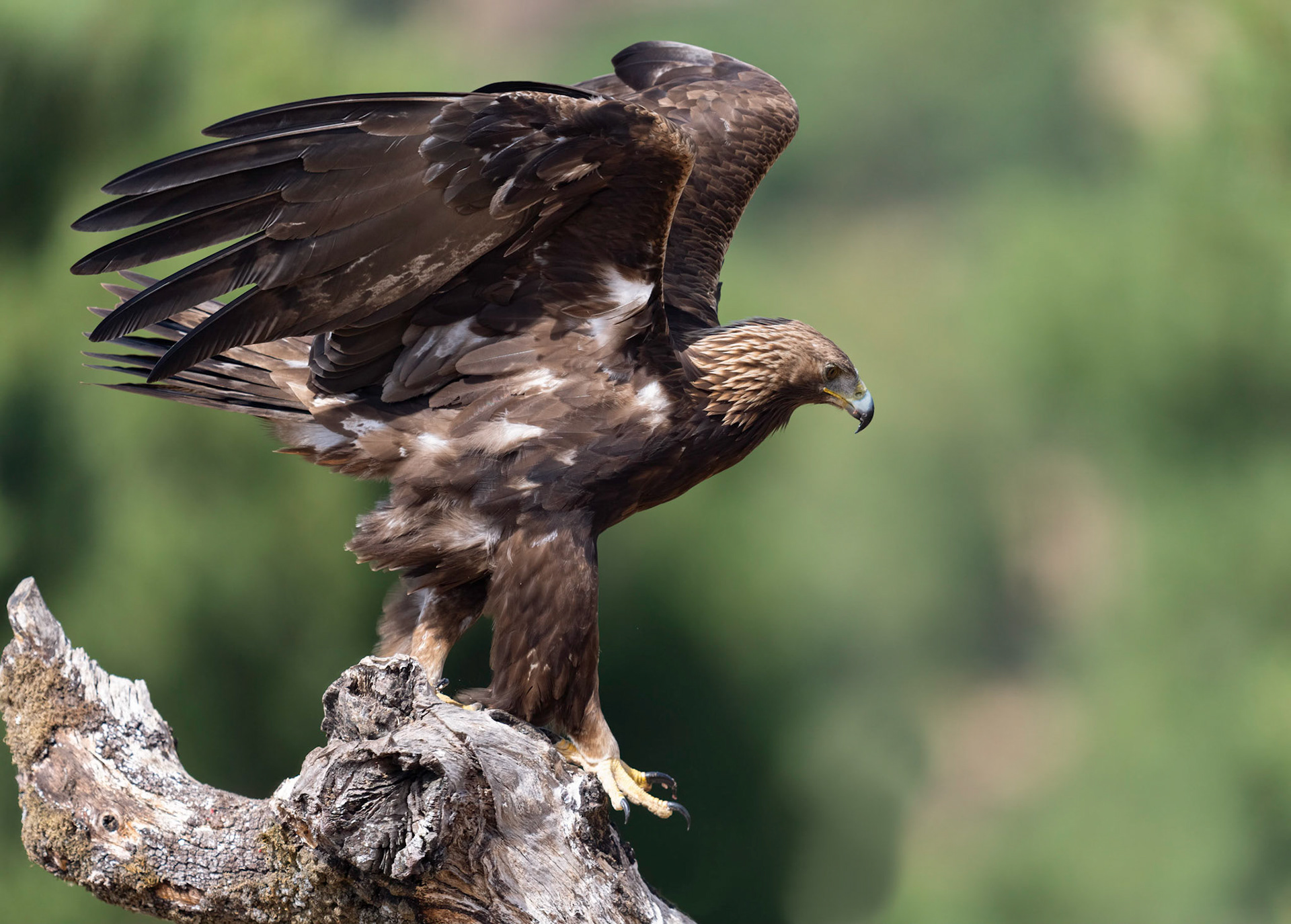 Golden Eagle, Adamuz, Andalucia, Spain. 30/05/22.