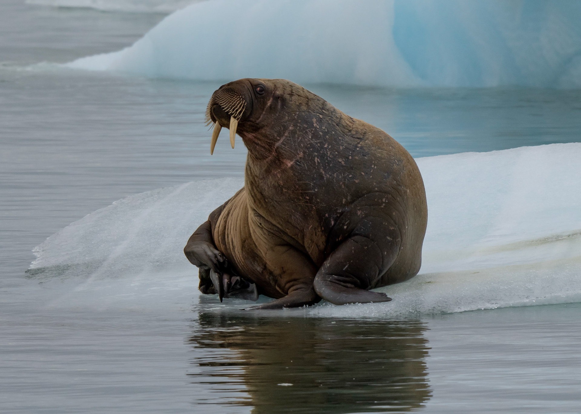 Walrus on sea ice near Torellneset, Svalbard. 05-08-2022.