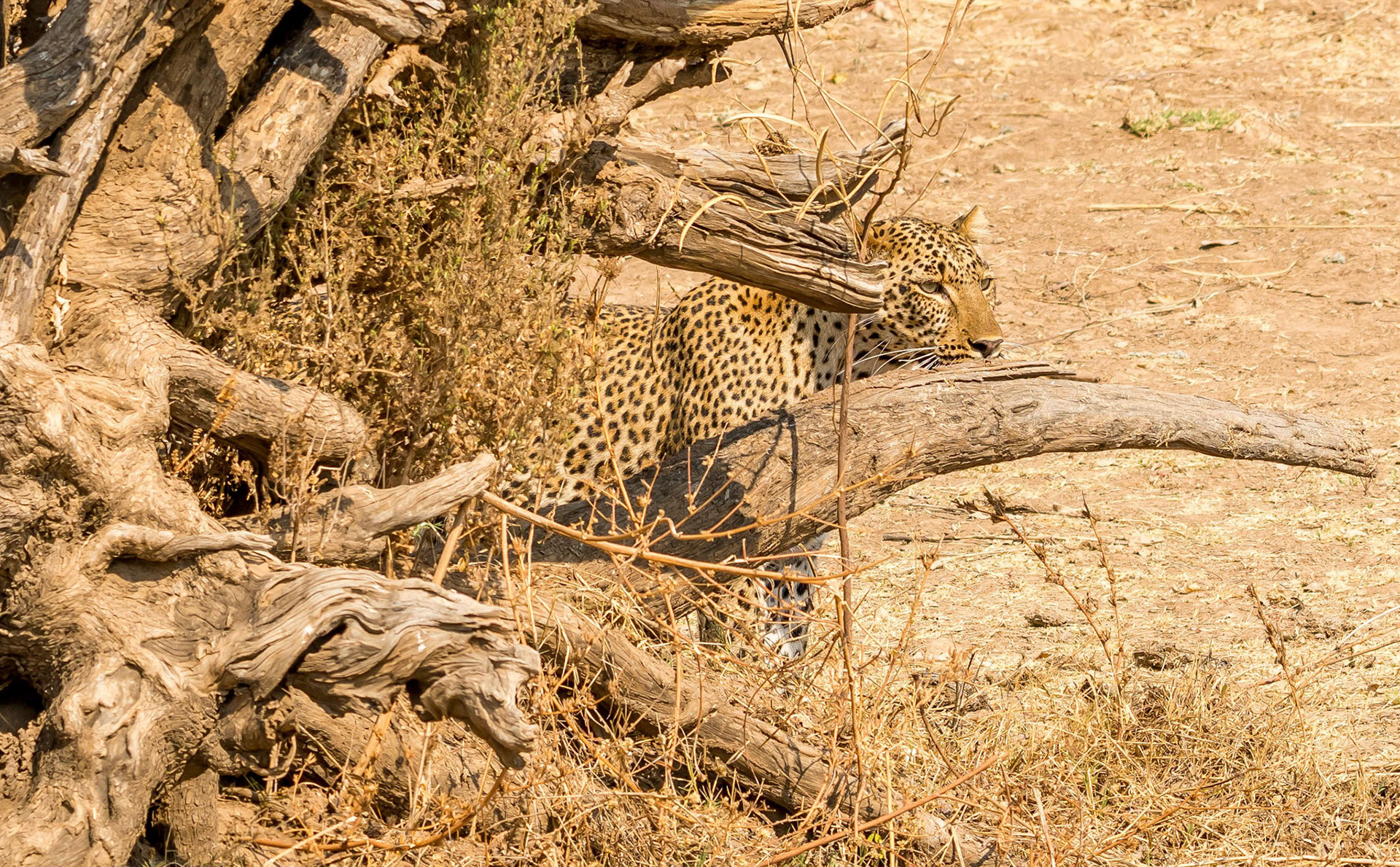 Leopard, Kafunta Zambia 10/09/17